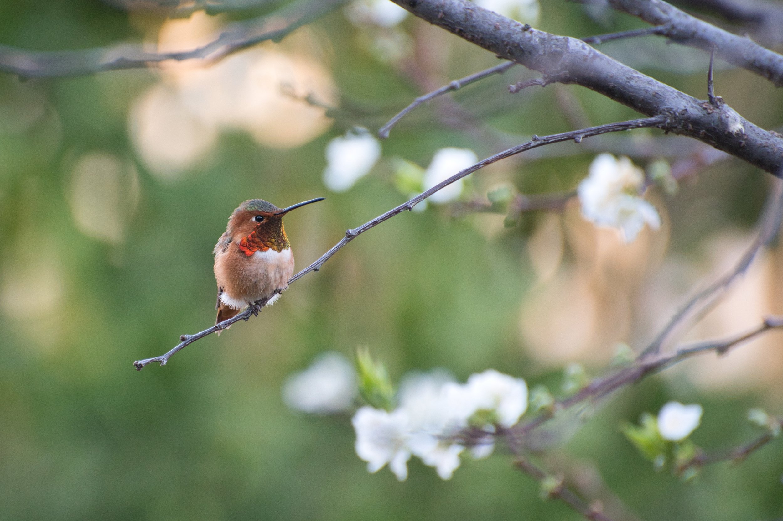 Hummingbird perched on a branch with blurred green and white floral background.
