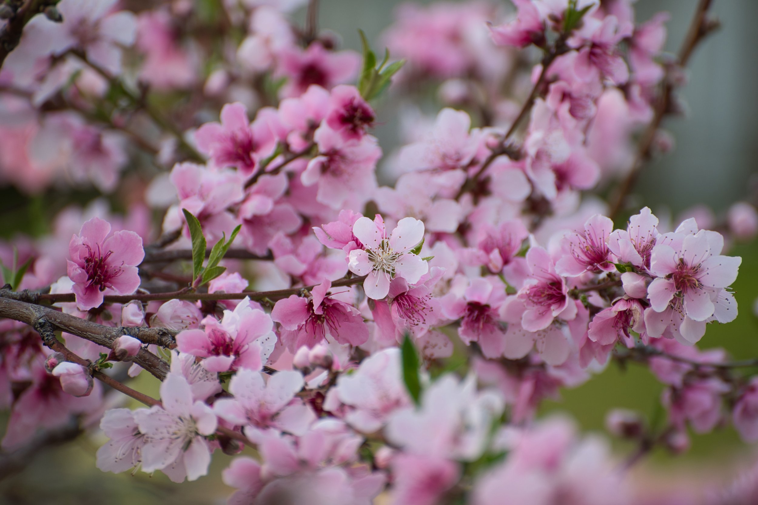 Close-up of pink cherry blossoms on branches