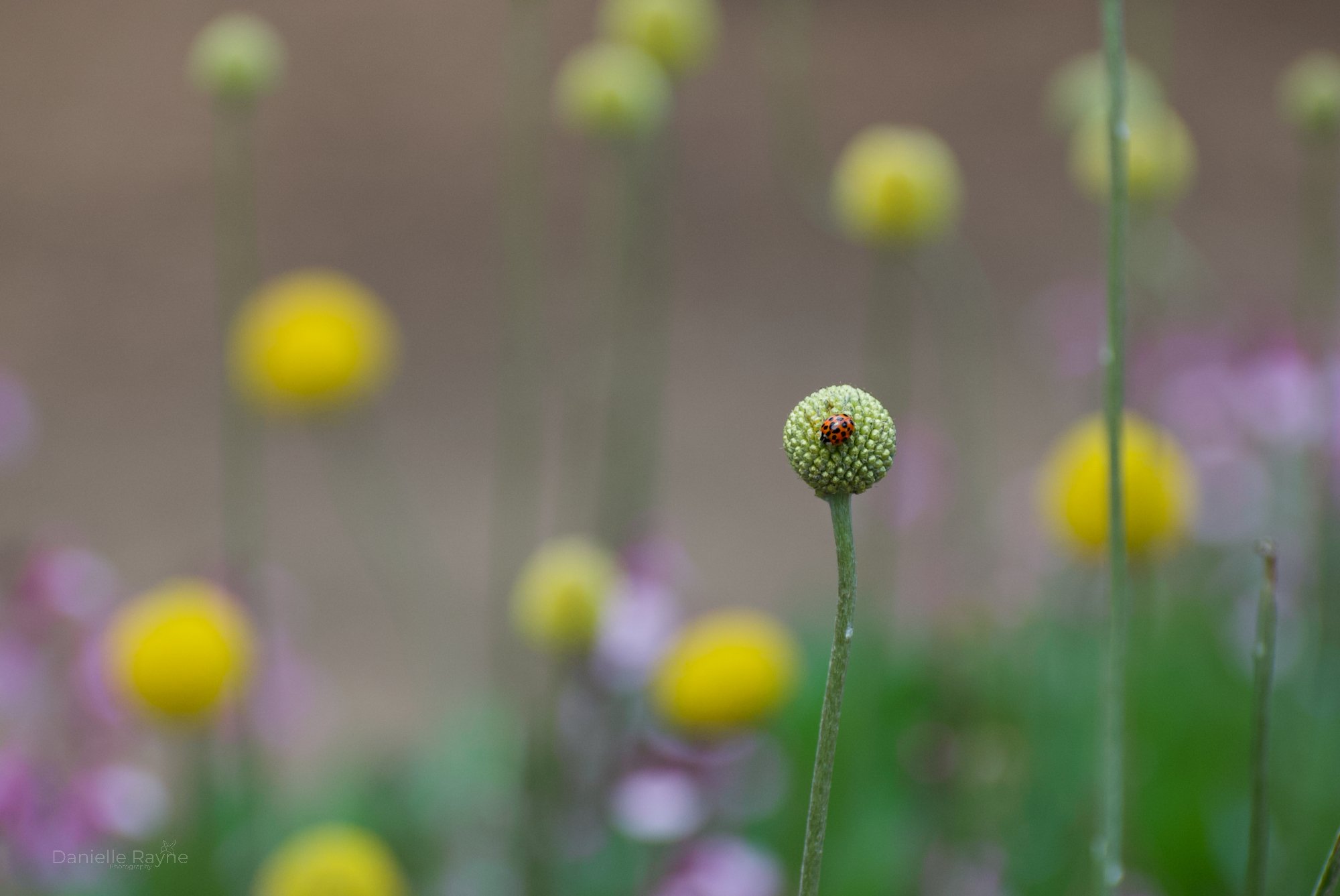 A ladybug on a green flower bud with blurred yellow flowers in the background.
