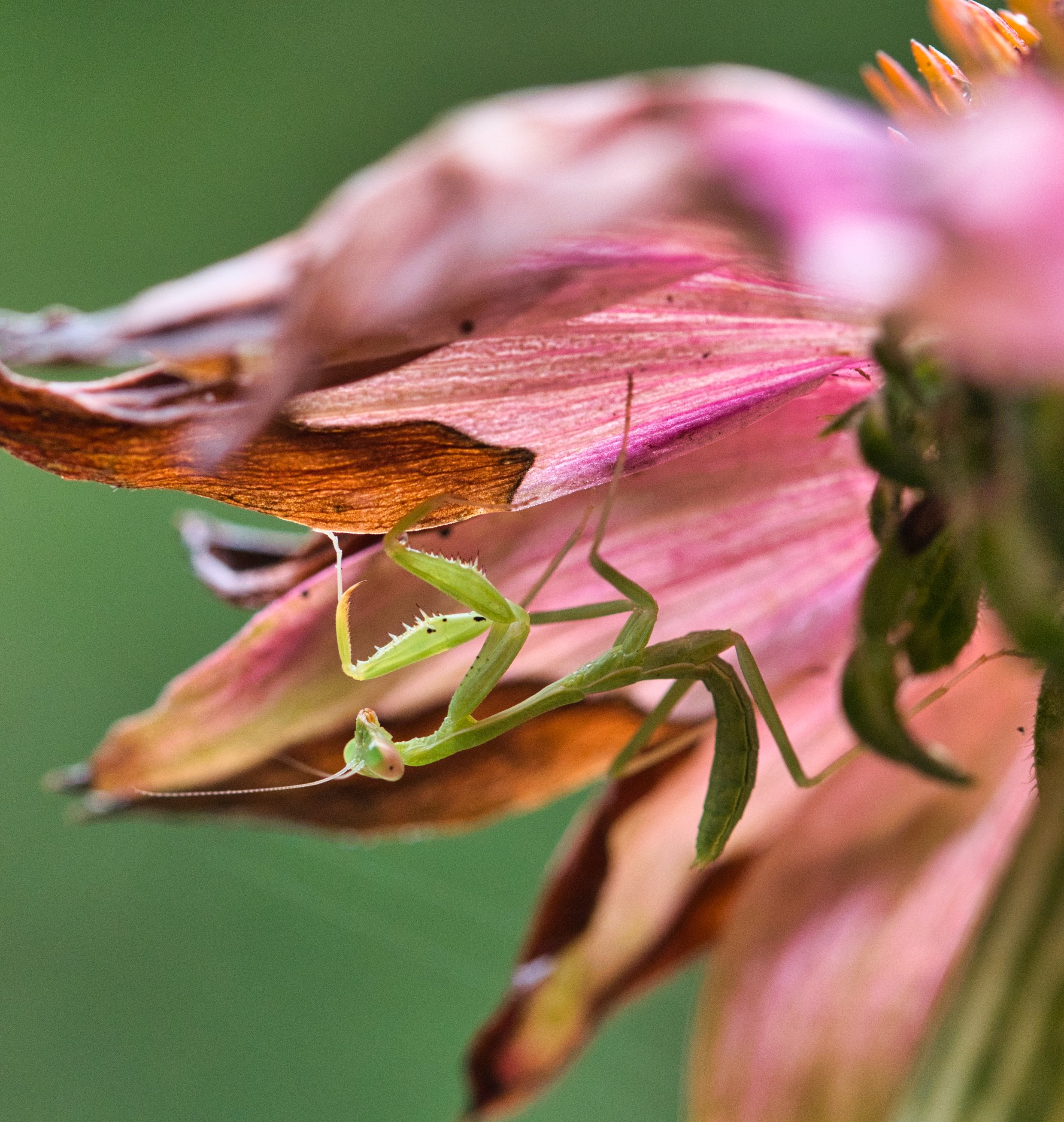 A green praying mantis on a pink flower petal.