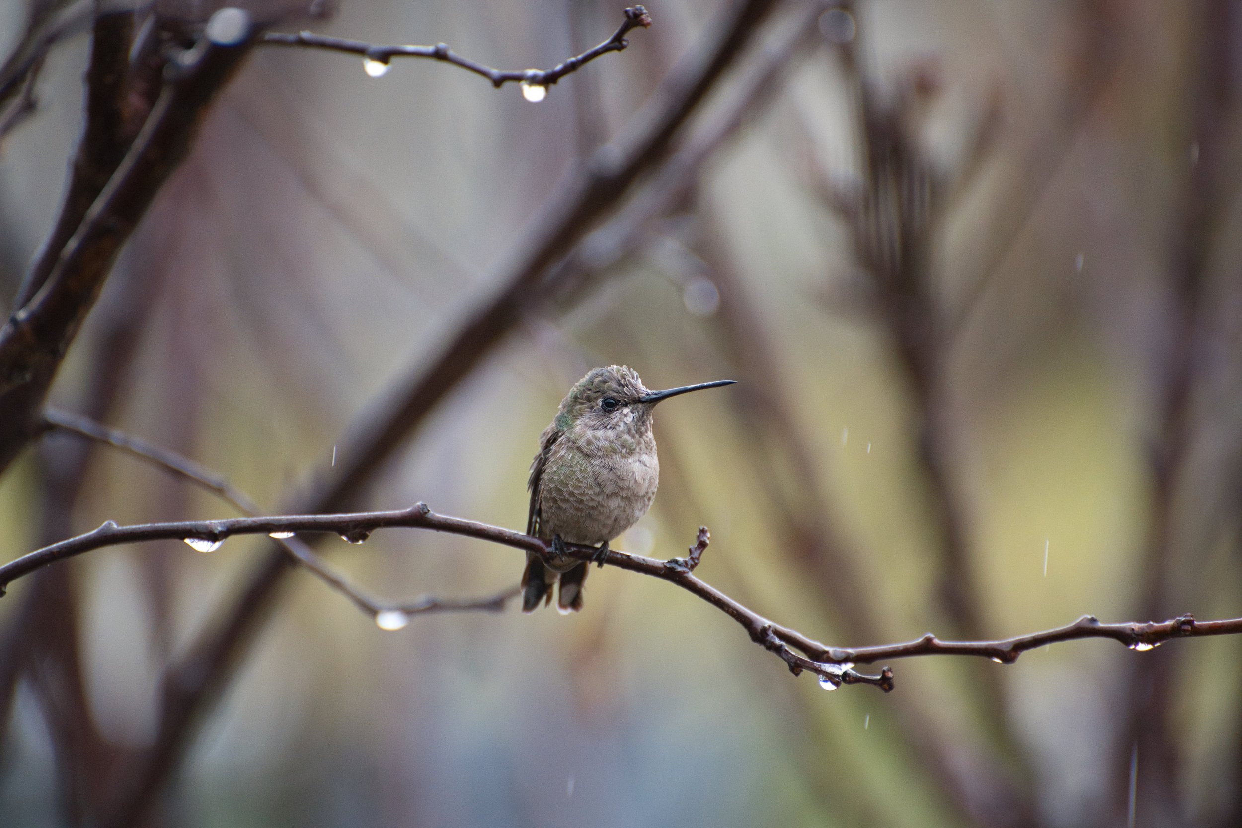 DSC_6027.jpeg