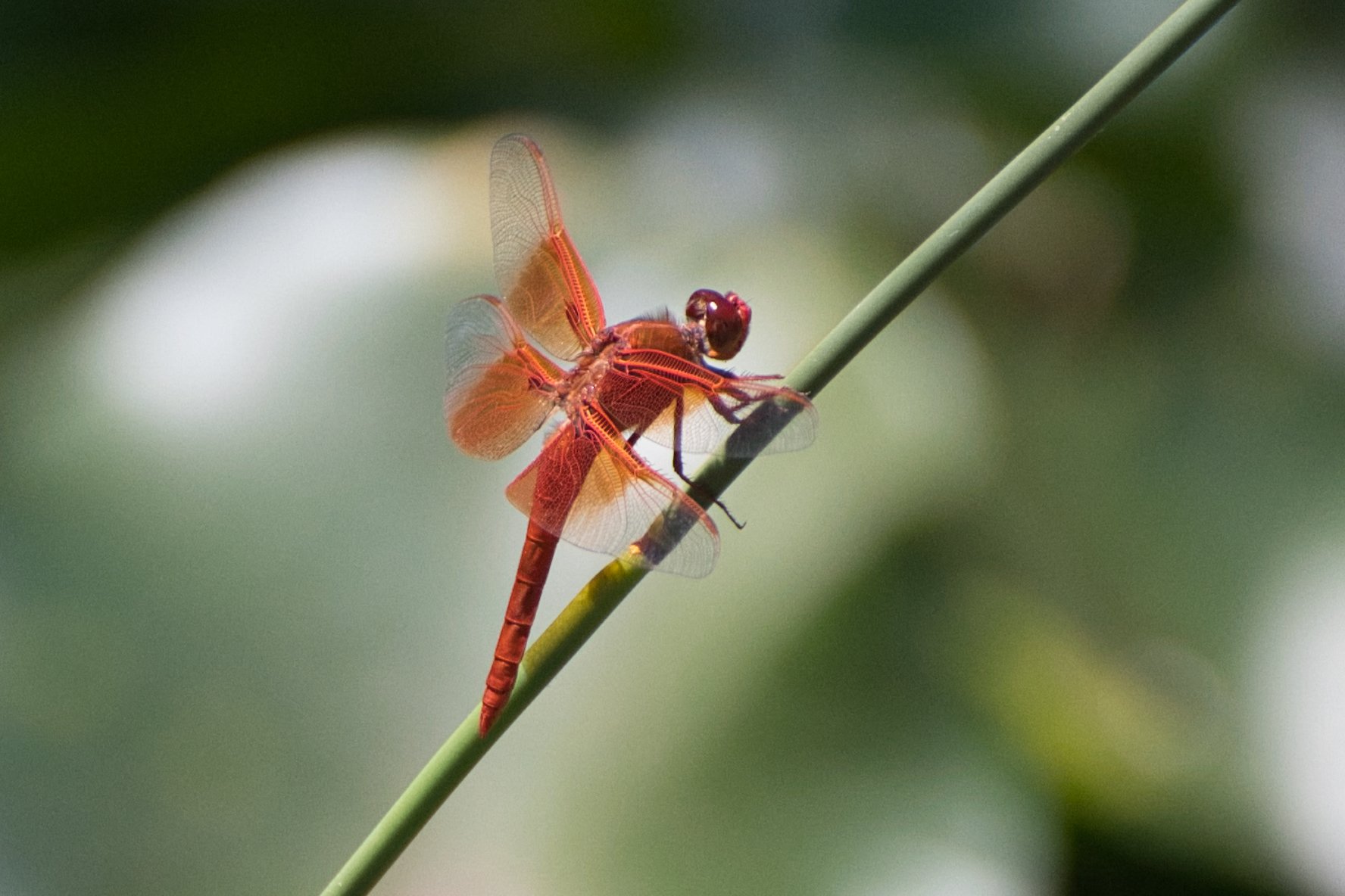 Close-up of a red dragonfly perched on a green stem