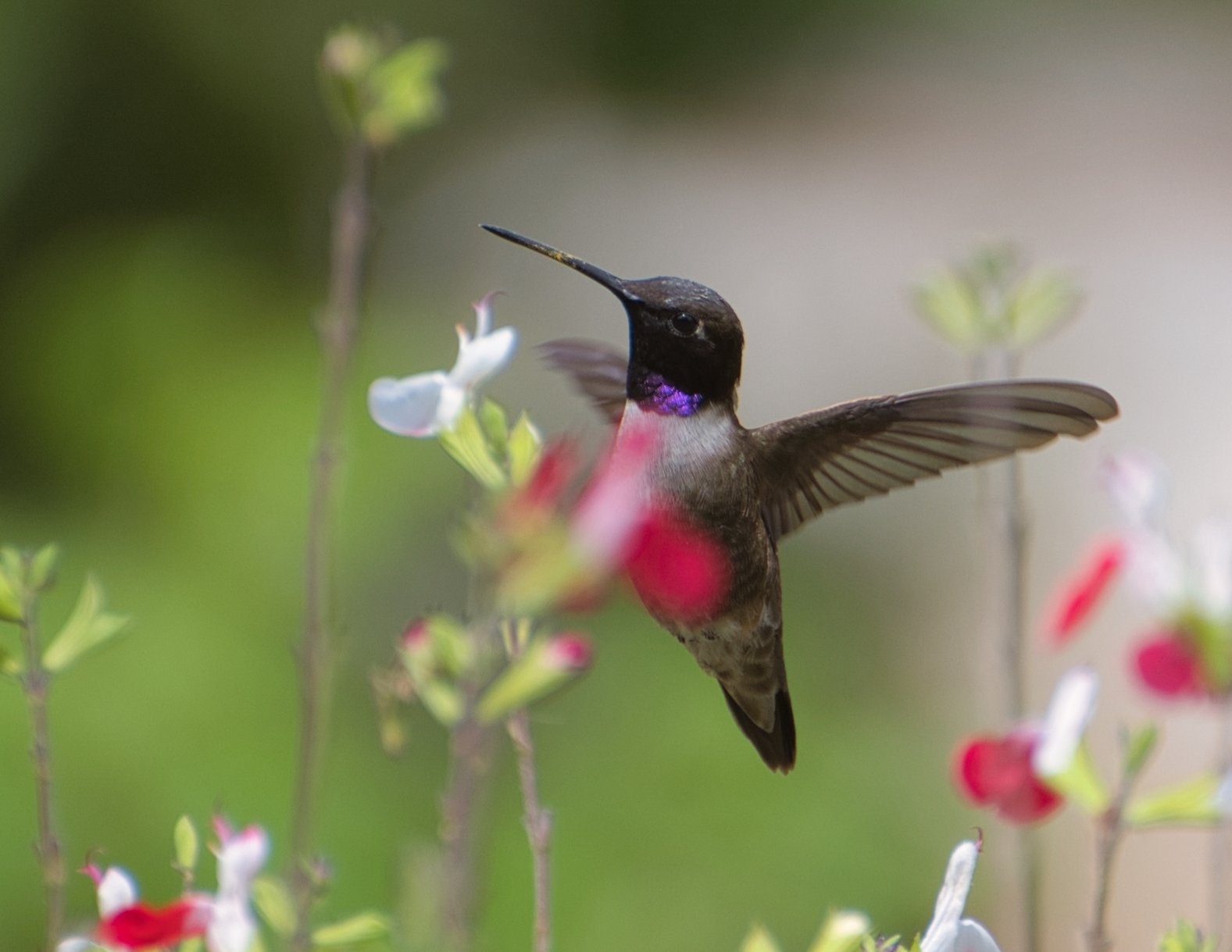 Hummingbird with purple throat hovering near red and white flowers