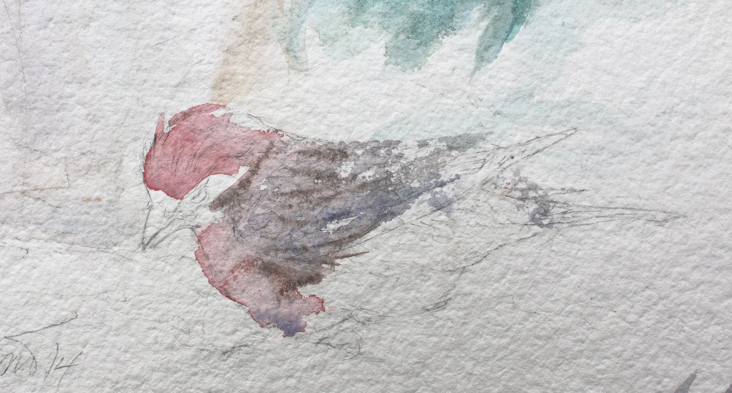 STUDY OF CASSIN'S FINCH, WATERCOLOR ON AQUARI, GELATIN SIZED,  9 X 4 IN.