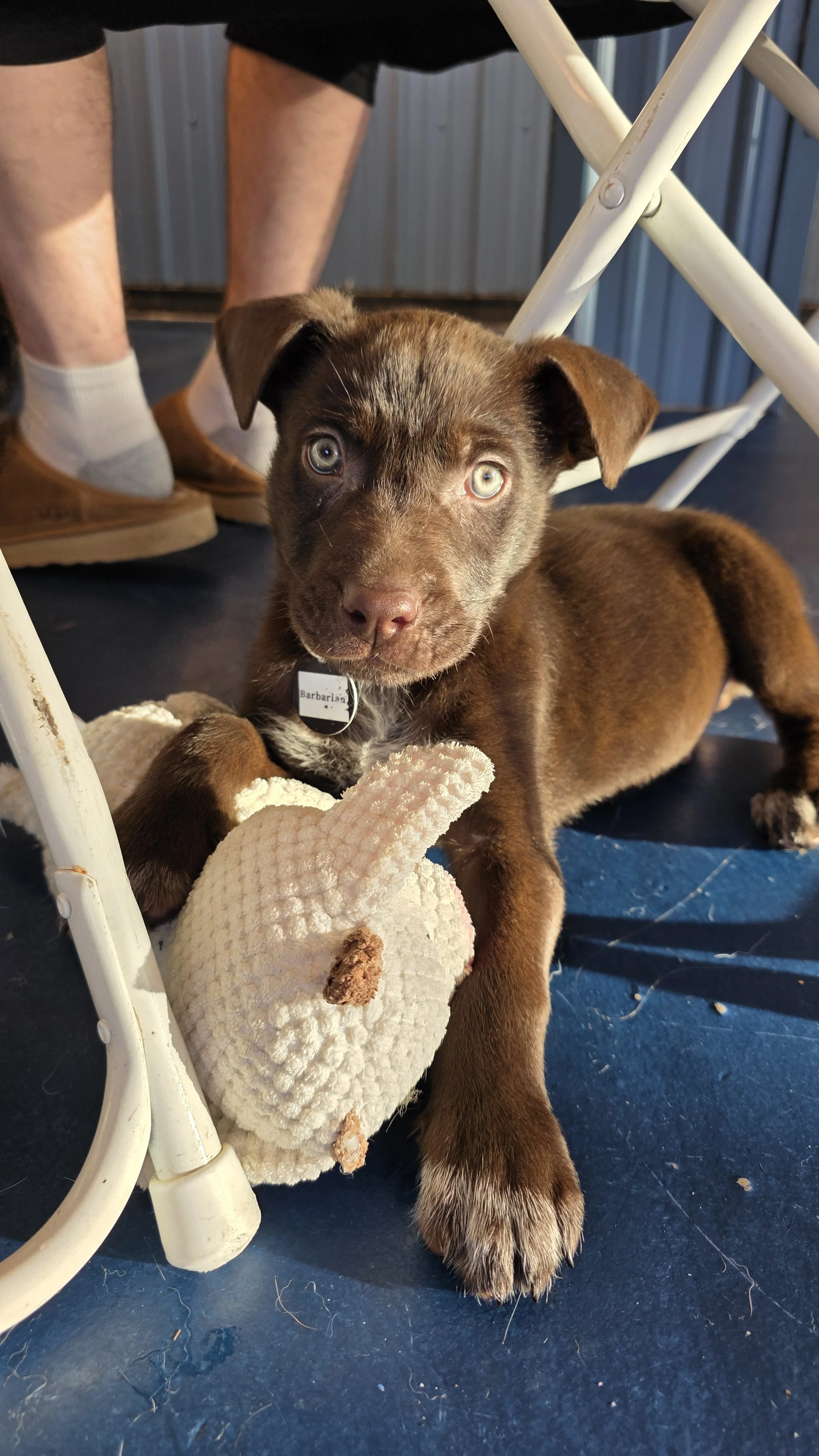 Brown puppy with a collar lying underneath a chair, holding a soft toy stuffed animal.