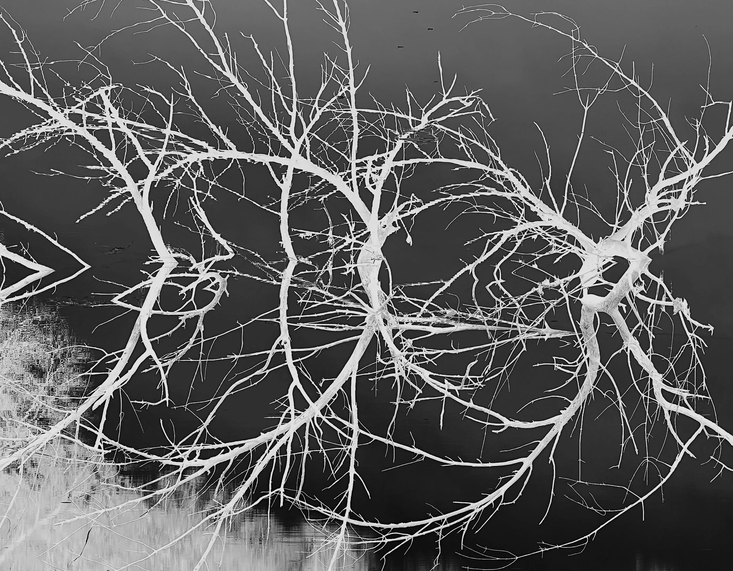 BACKWATER BALLET copy.jpg