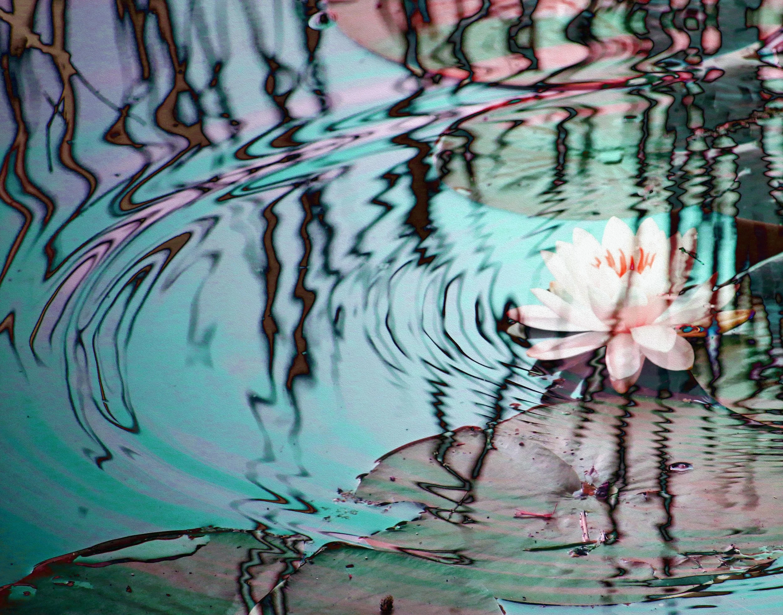 LILYPAD 4 copy.jpg