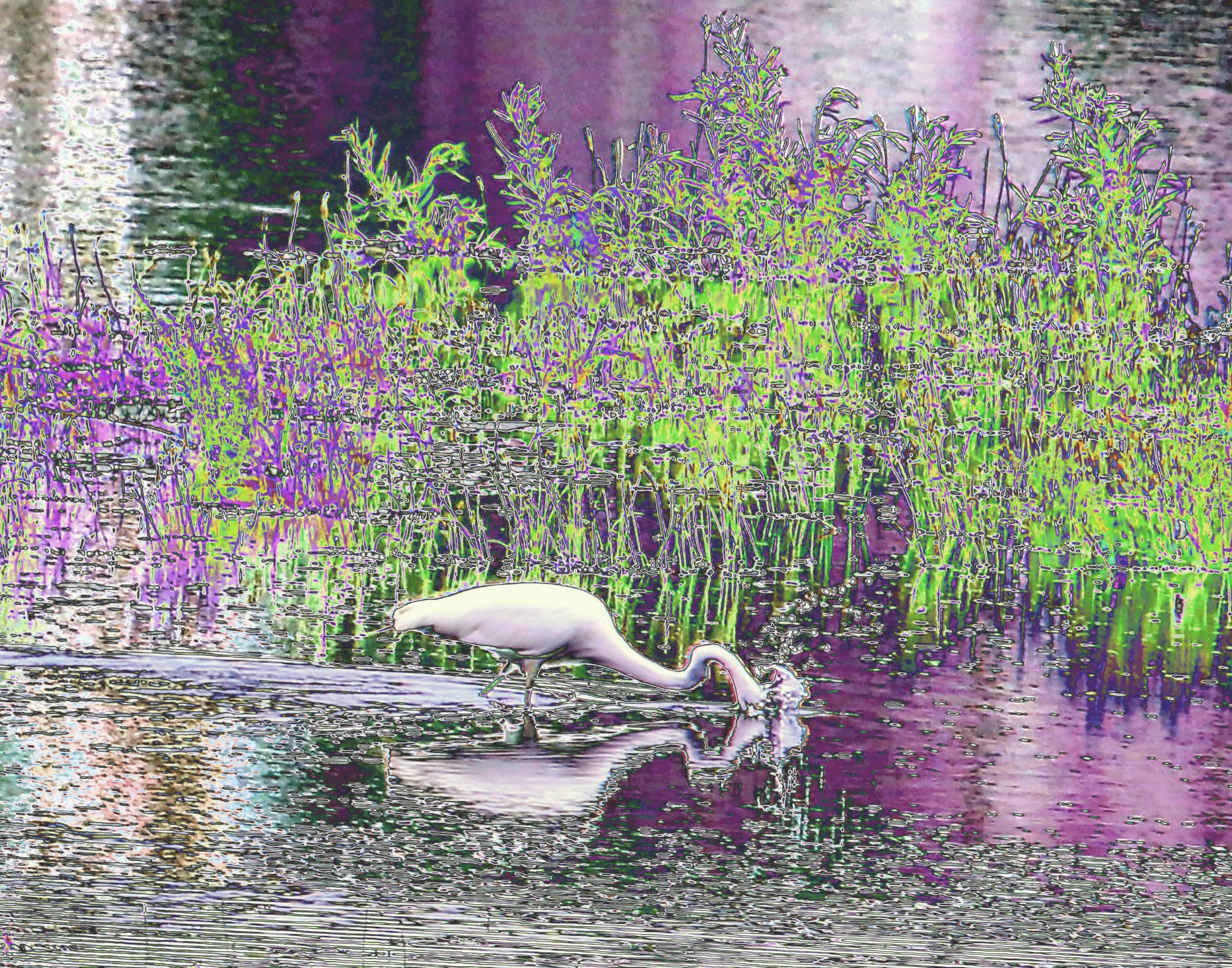 A white egret  extracting food from a body of water, with tall grass and plants in the background.