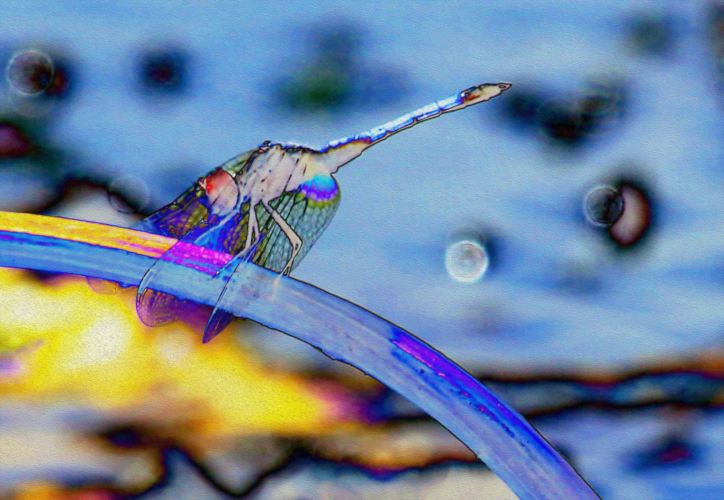 DRAGON BOW copy.jpg