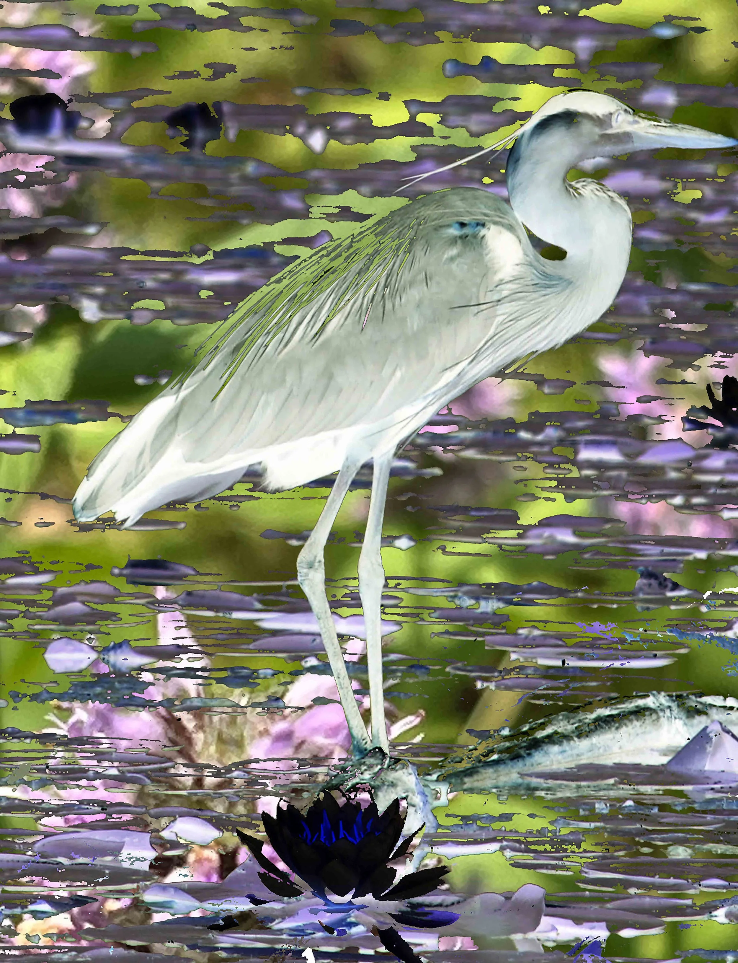 great blue study #6 copy.jpg