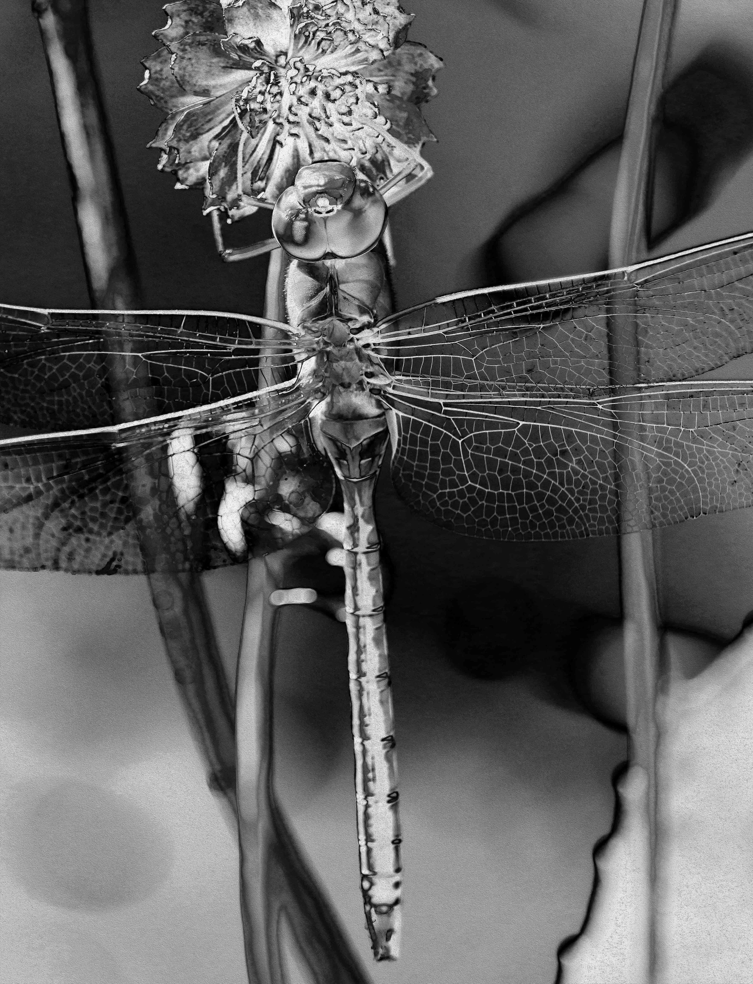 DRAGONSEYE copy 2.jpg