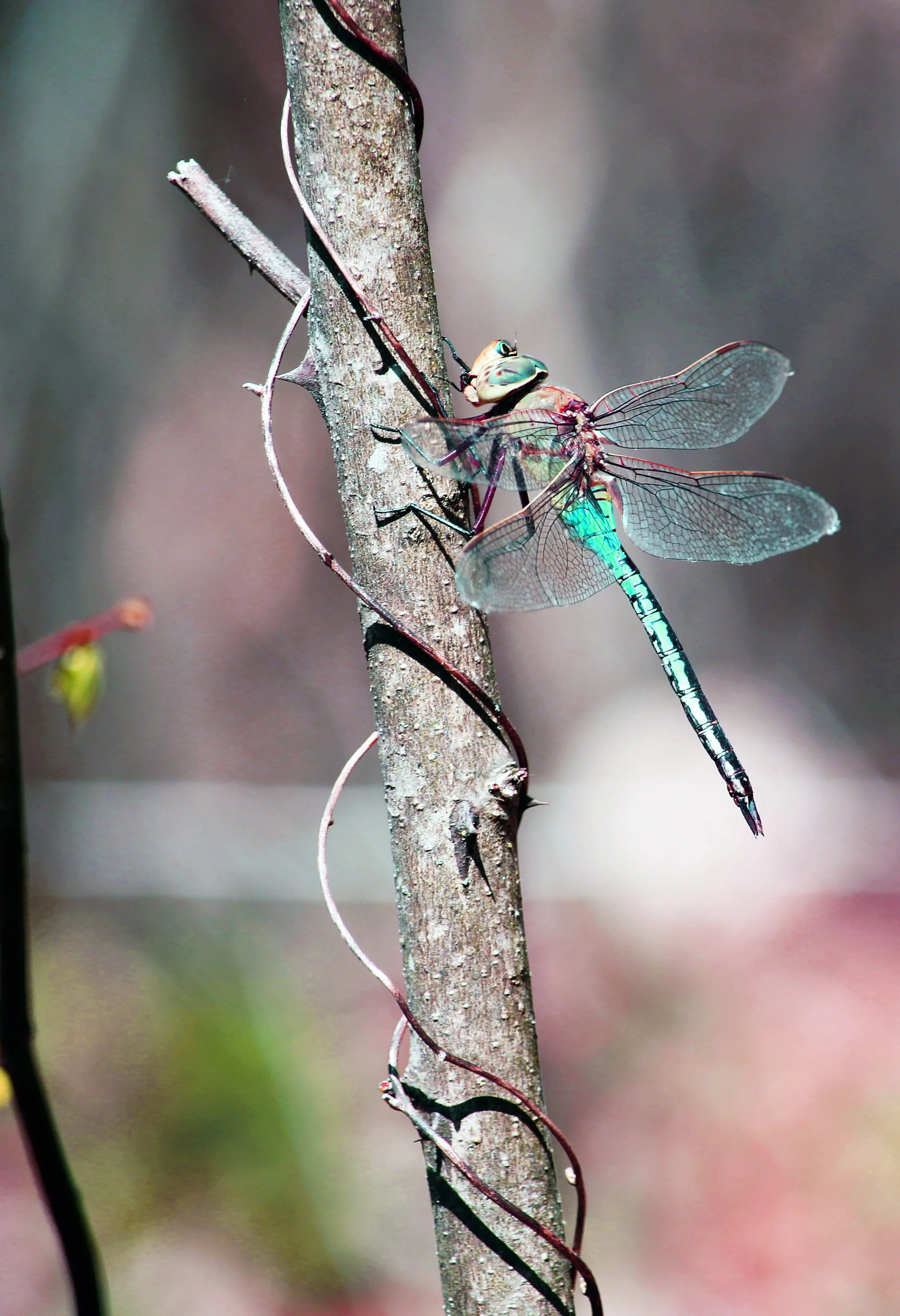 DRAGON THORN 2 copy.jpg