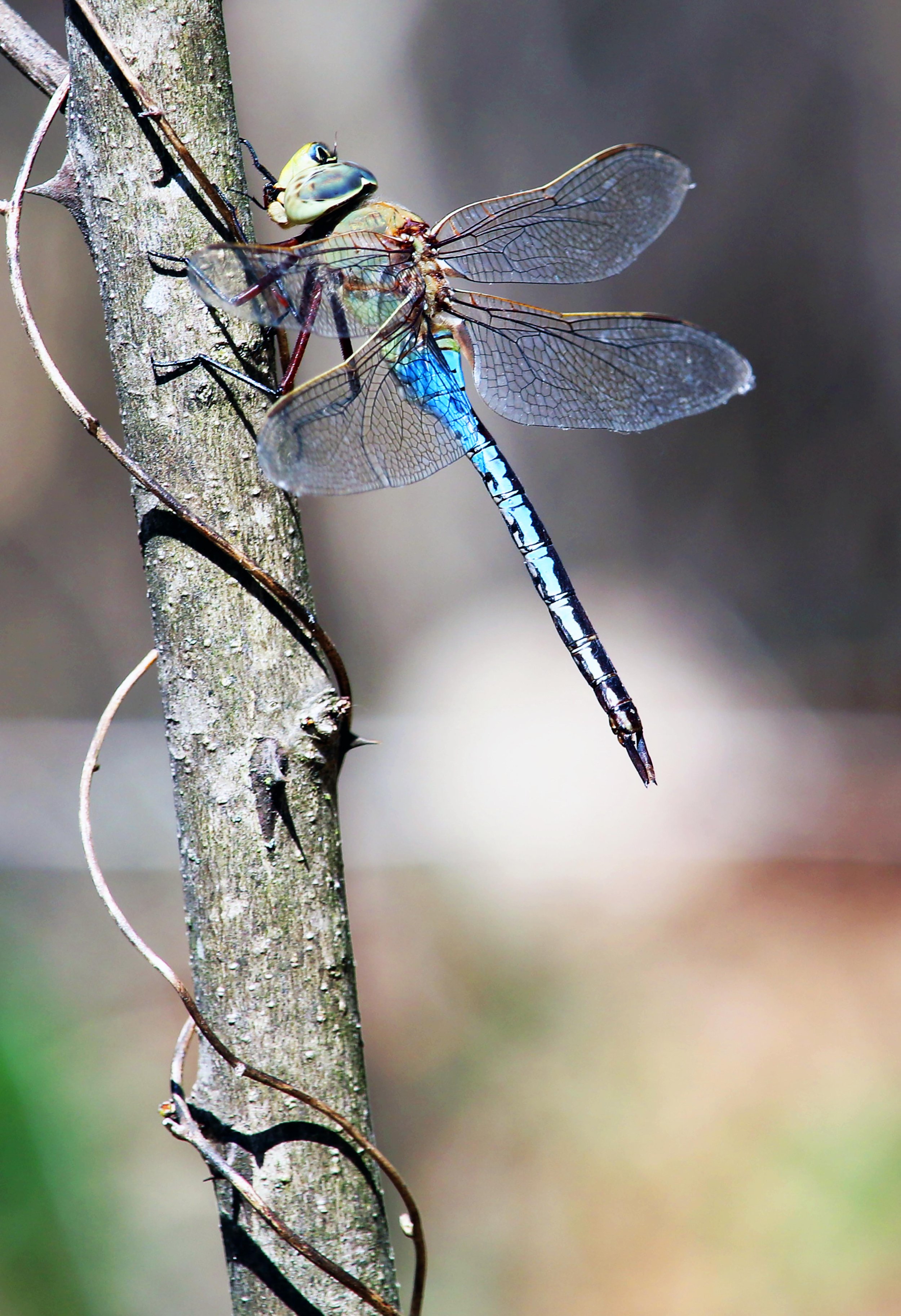 A close-up photograph of a dragonfly perched on a tree trunk, showing detailed wings and vibrant blue and green body.