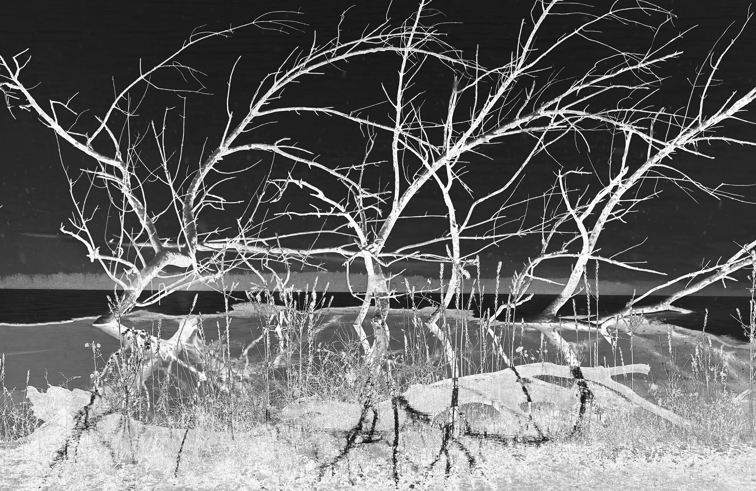 WINTER,S BONE copy.jpg