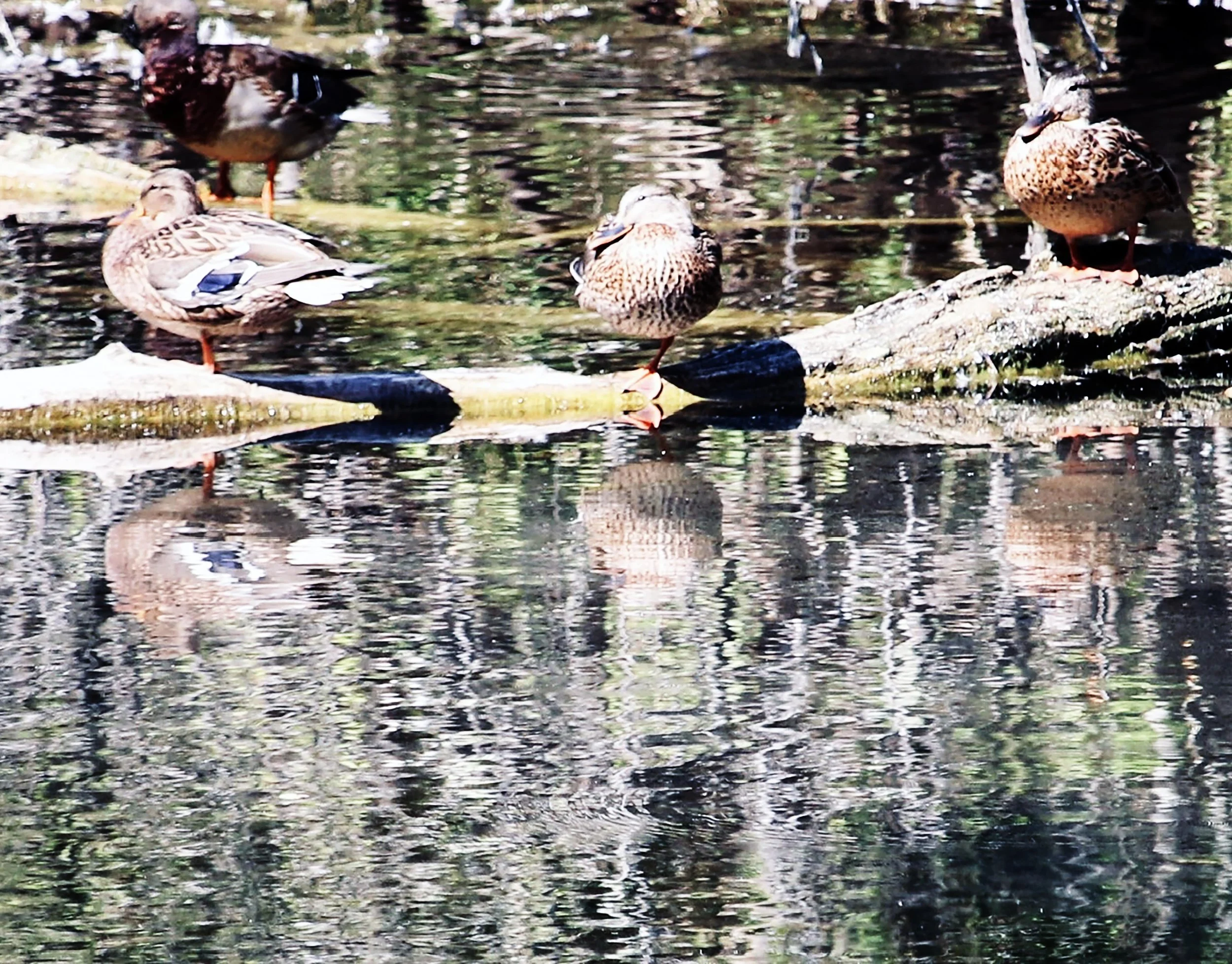 Four ducks are sitting on logs in a pond with reflections of trees and branches on the water.