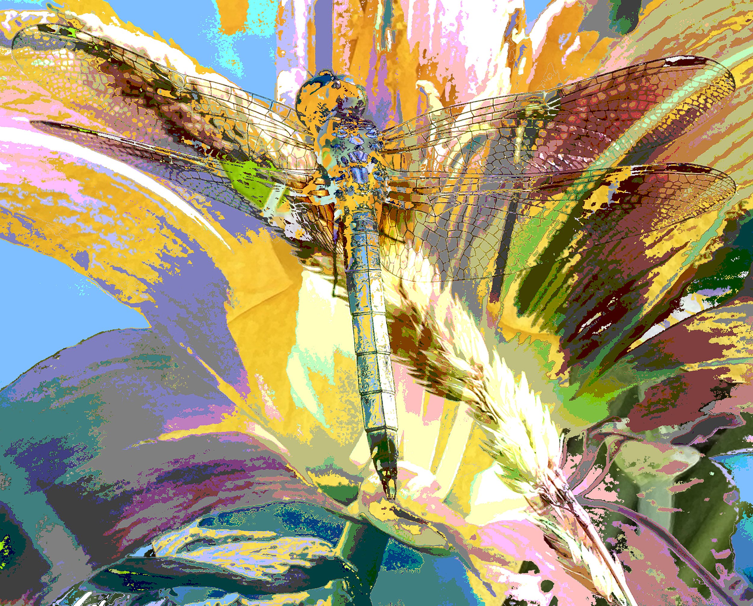 DRAGONFLY RAINBOW