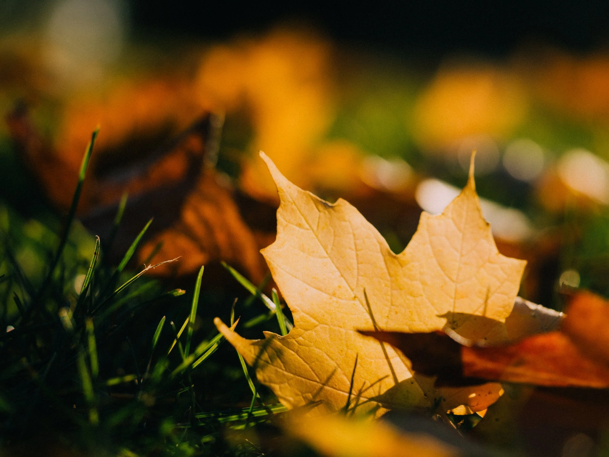 Homecoming Sunday &amp; Fall Kickoff Picnic