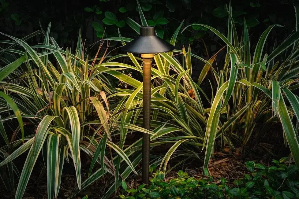 Garden with a small outdoor lamp illuminating plants, including the variegated spider plant and green leafy ground cover.