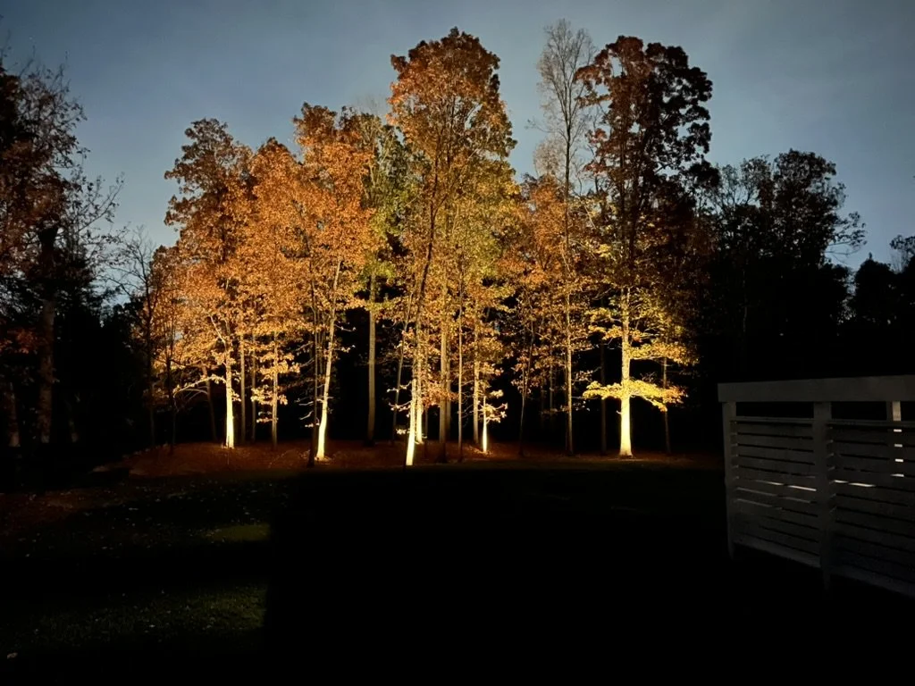 Nighttime view of trees with autumn-colored leaves illuminated by outdoor lights.