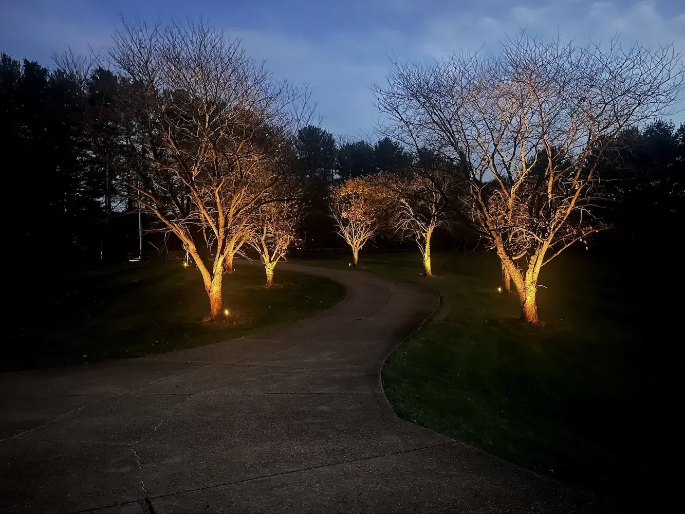 Pathway illuminated by small lights, lined with leafless trees at night.