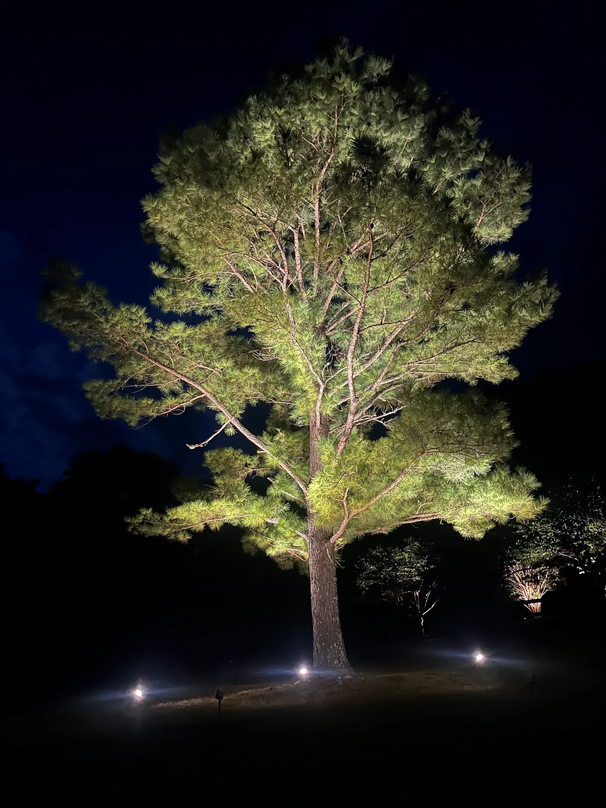 Highlighting Garden Features: How to Make Your Plants Stand Out at Night