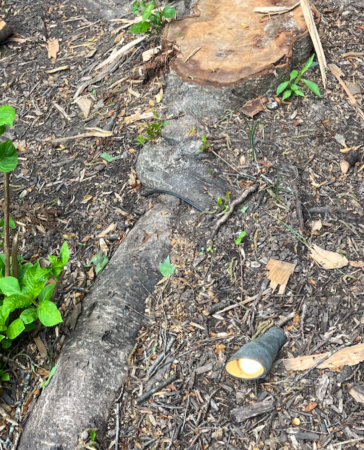 Close-up of outdoor lighting wiring lifted and damaged by tree roots in a Great Falls estate backyard.