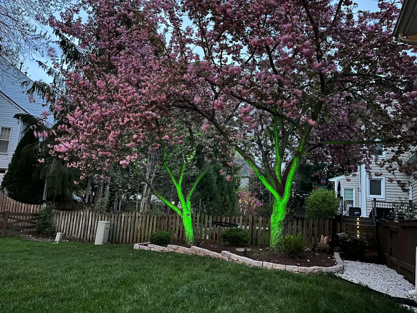 Two pink flowering trees with green-lit trunks in a backyard, surrounded by a wooden fence, green grass, and a house in the background.