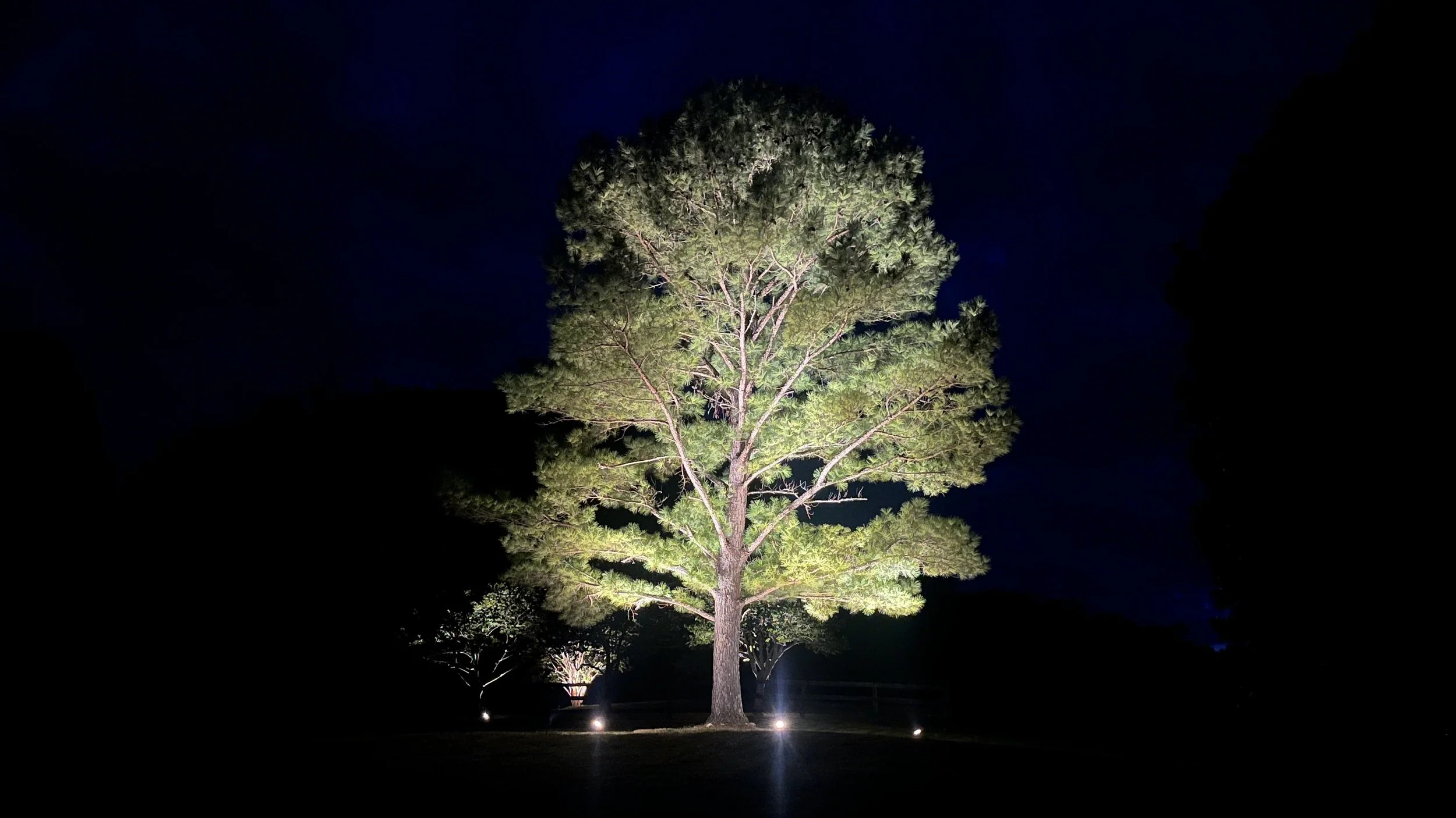 50+ foot tall pine serves as a beacon & focal point along  the client's 1000ft long driveway.