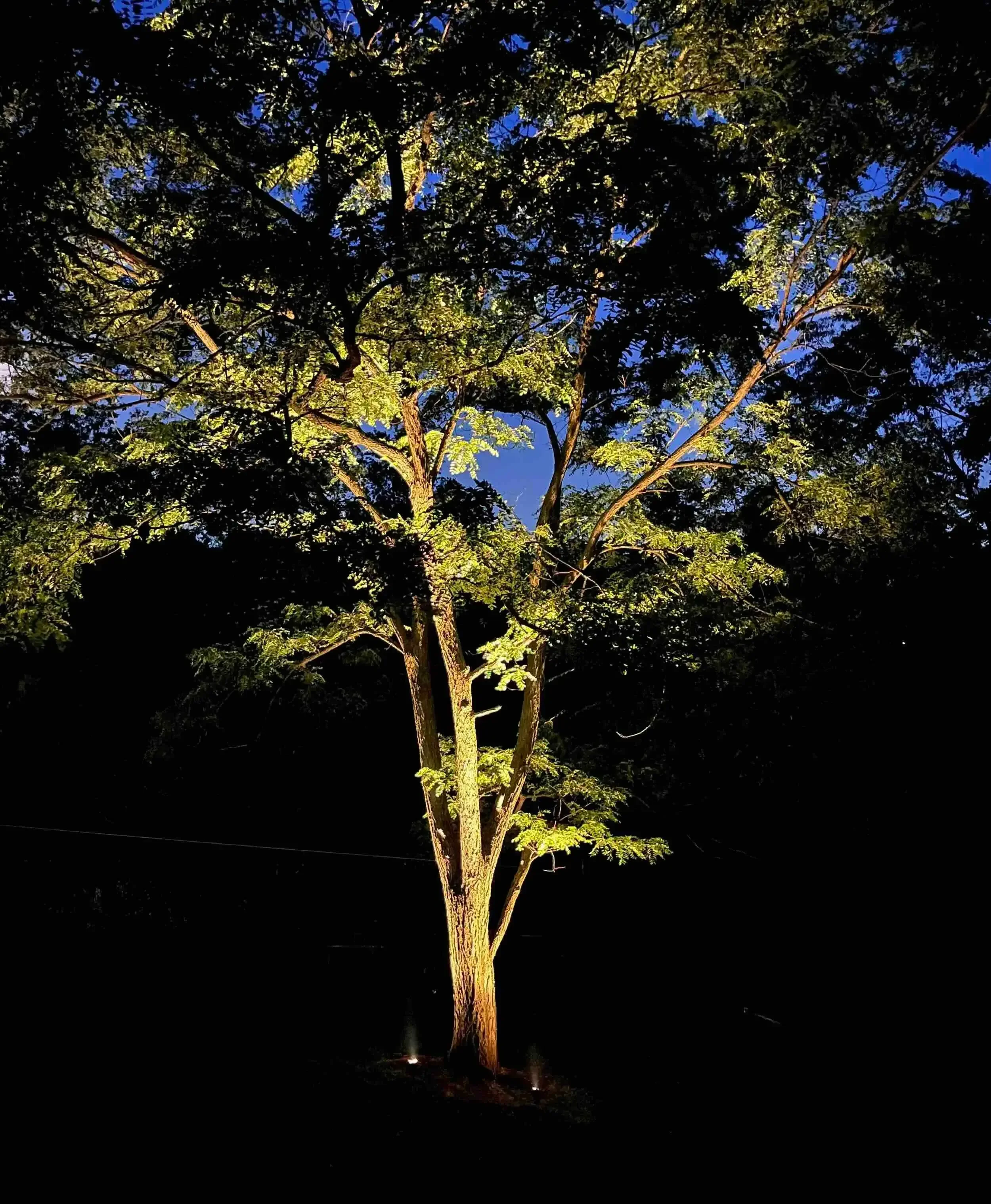 The Art and Impact of Uplighting a Single Tree in Northern Virginia: A Stunning Focal Point for Your Loudoun County Landscape