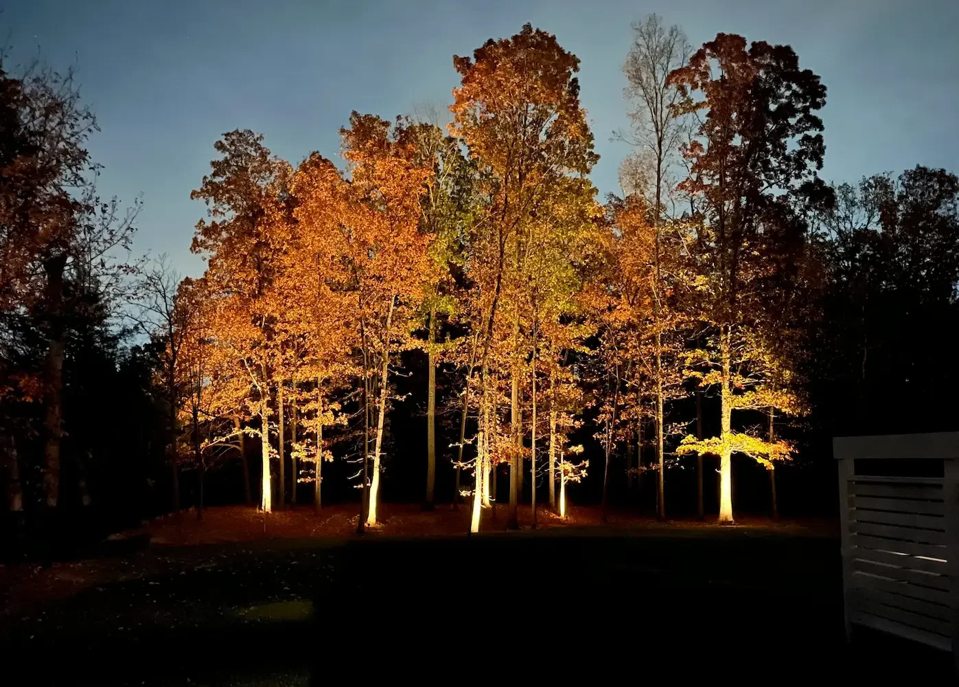 Nighttime scene of trees with orange and yellow leaves illuminated by ground lights, with a dark sky in the background.