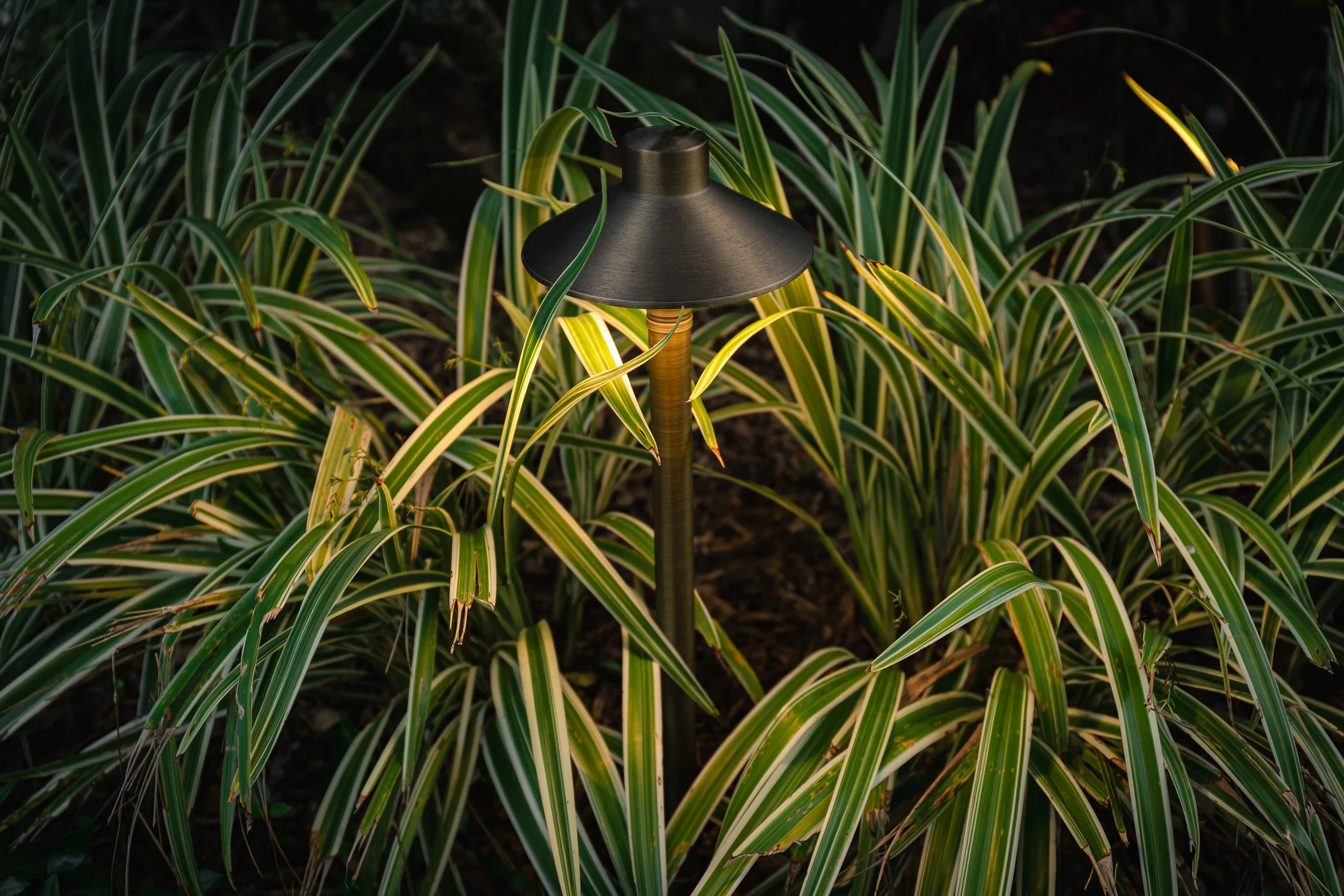 Outdoor garden light illuminating green striped foliage at night.