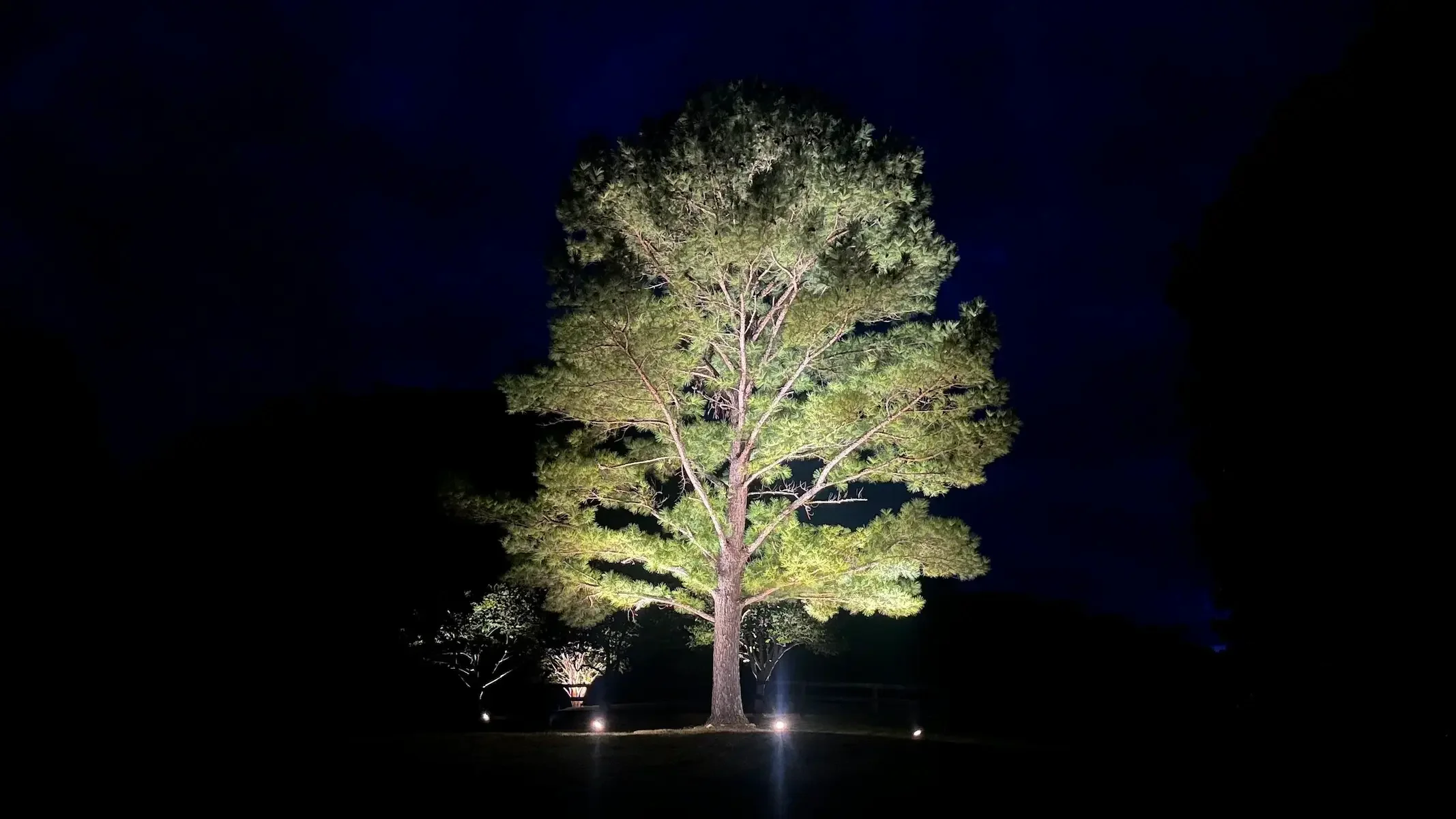Tree & Landscape Lighting