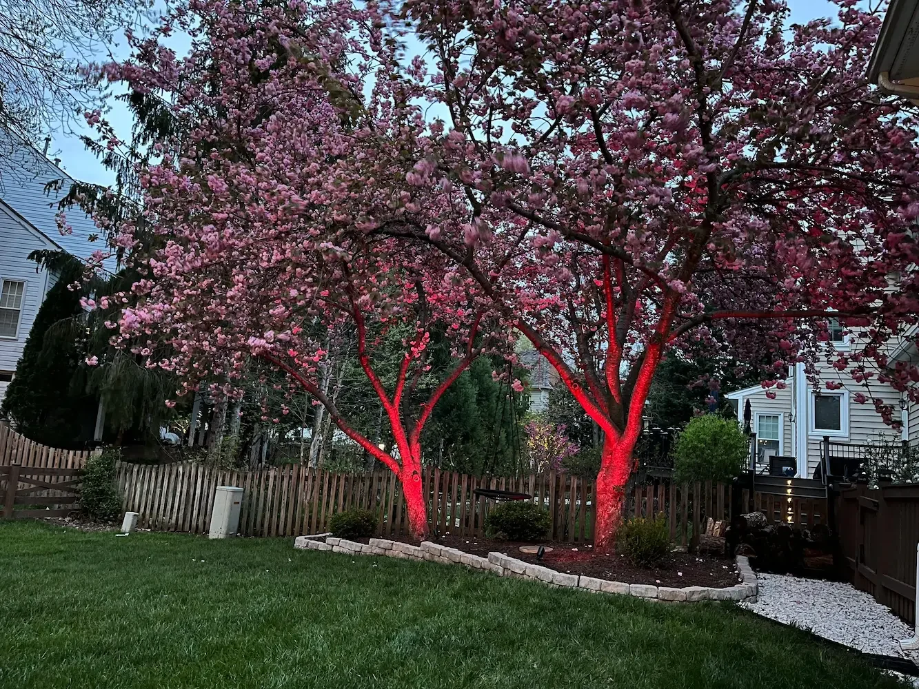 Backyard with flowering trees and red lighting on trunks