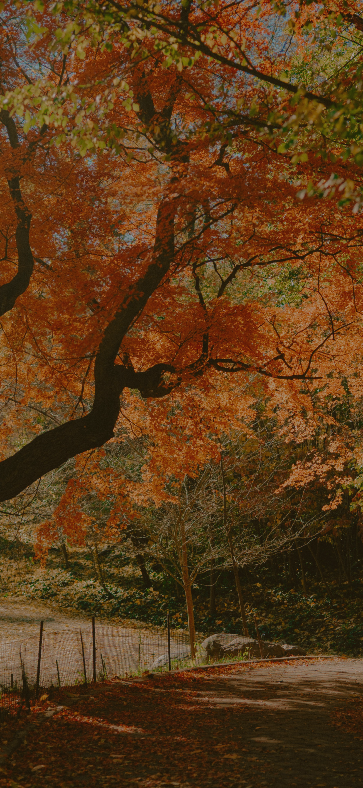 October_Folklore Fall Home.png