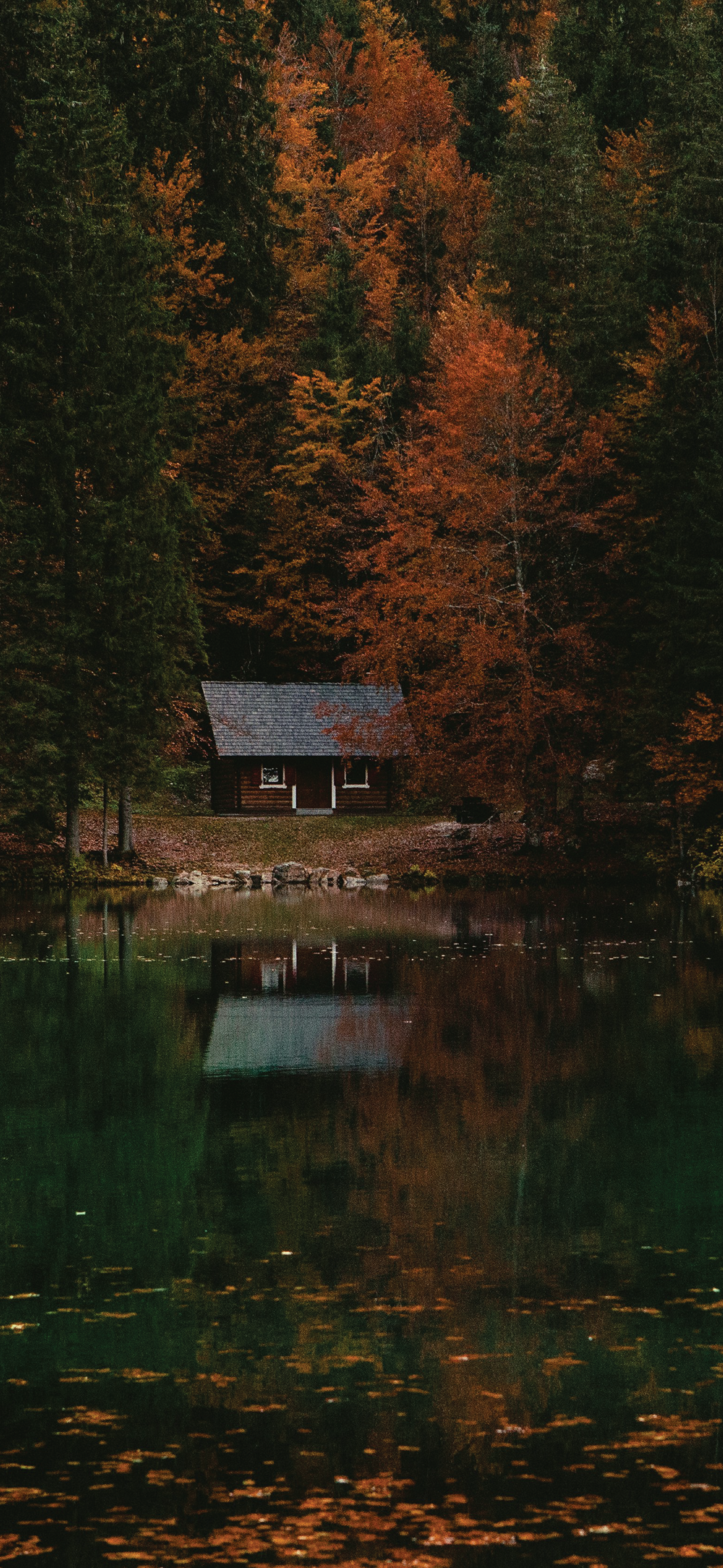 November_Woods Home.png