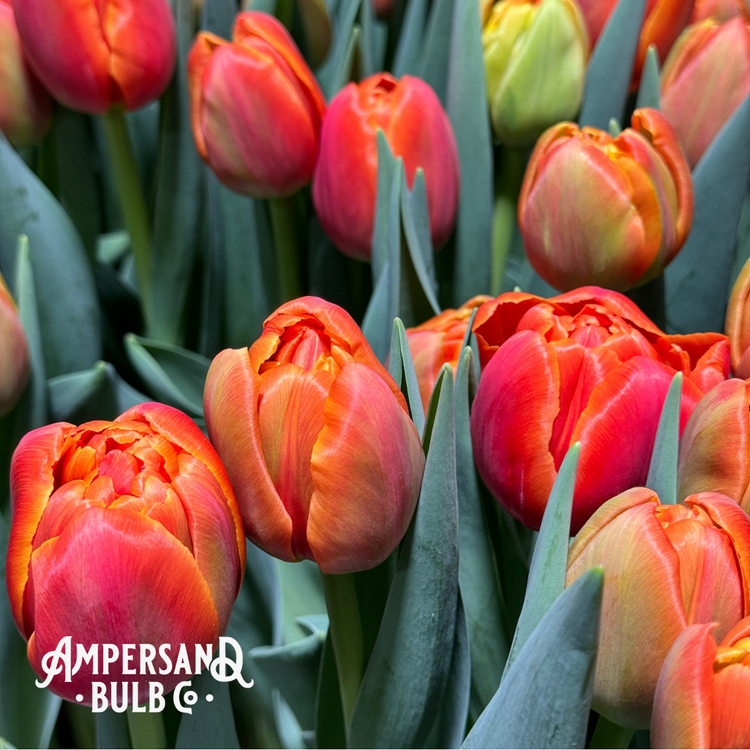 Tulip Peony Style Orange