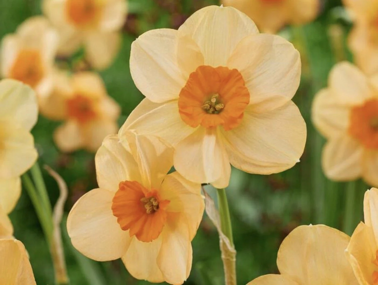 Daffodil-apricot petals with bright orange center