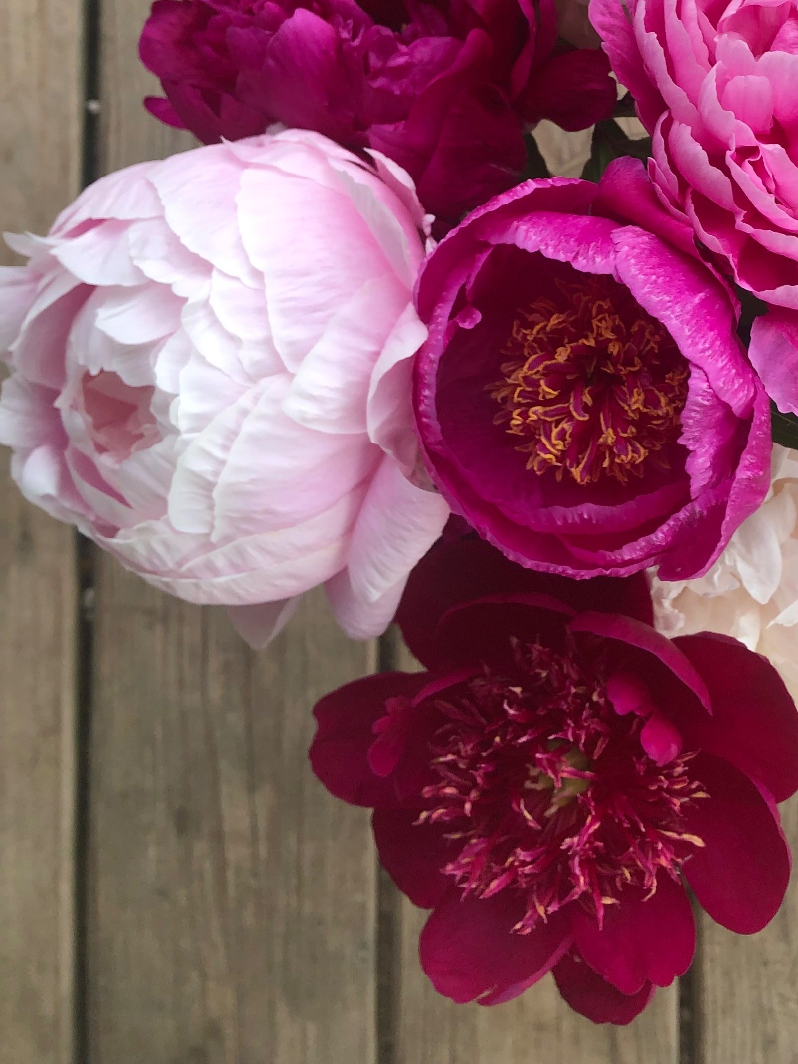 Sarah B Peony Root (Pre-Order)