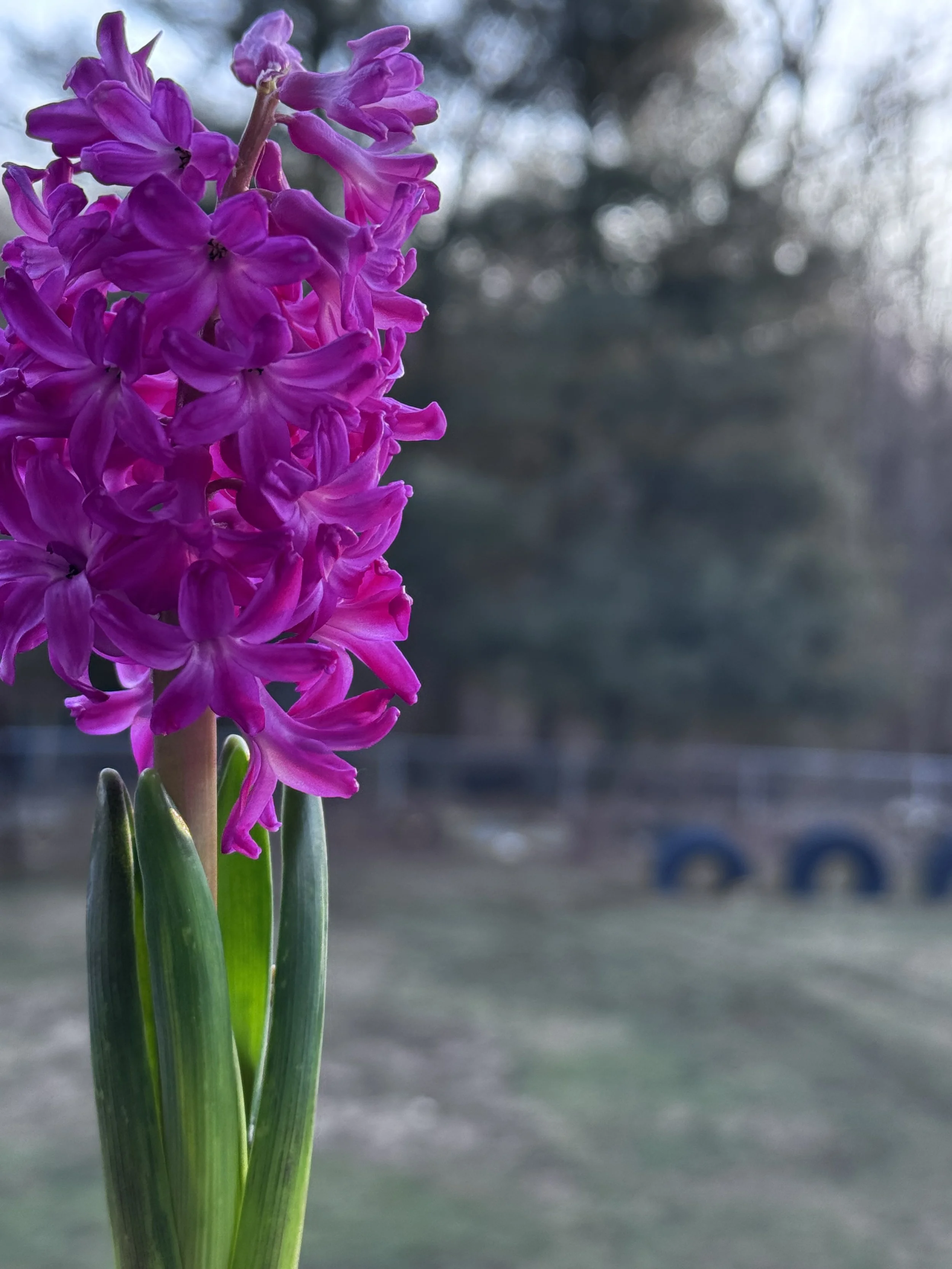 Hyacinth  (magenta)