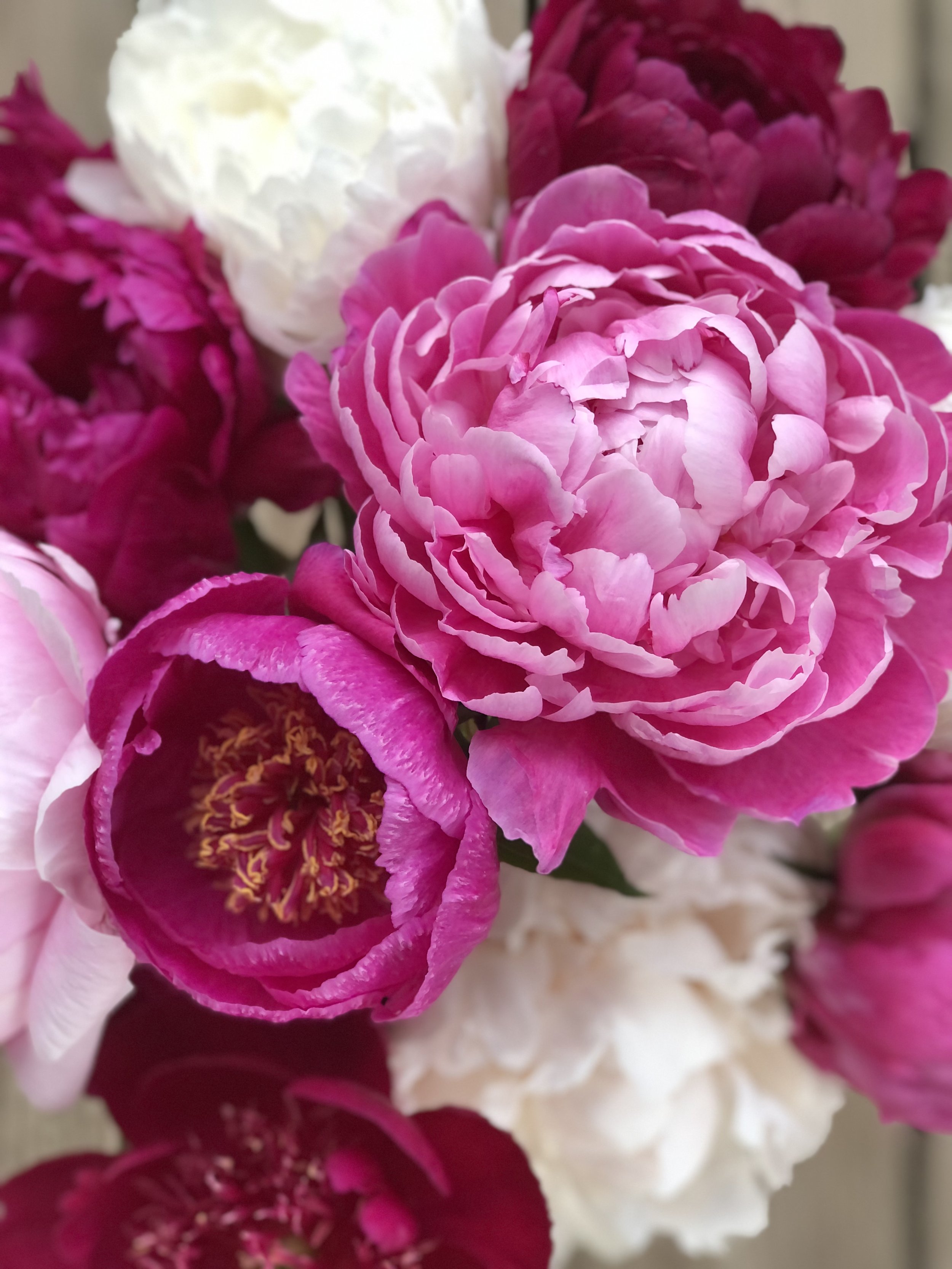Kansas Peony Root (Pre-Order)