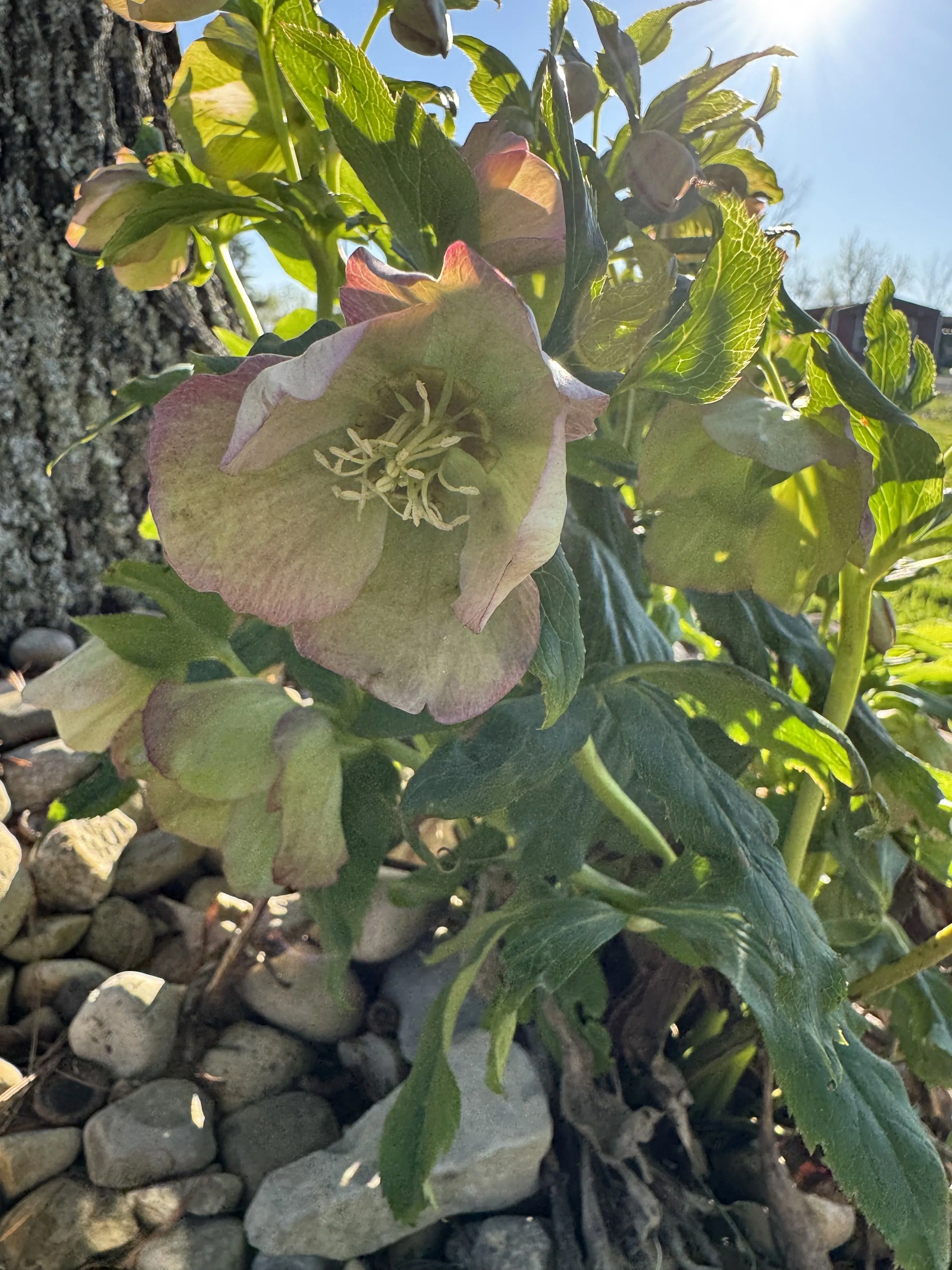 Lenten Roses (hellebore)