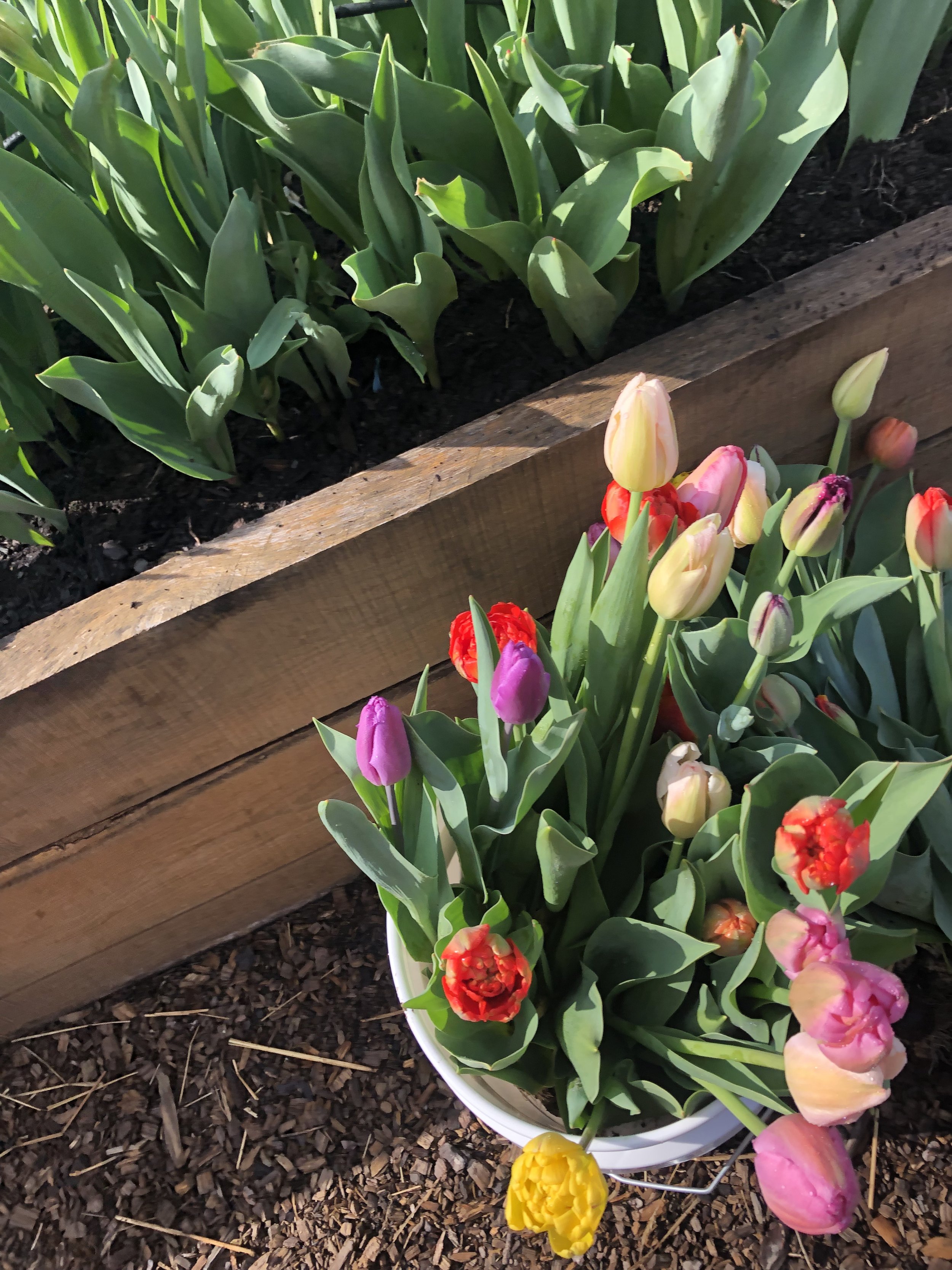 Spring Beauty