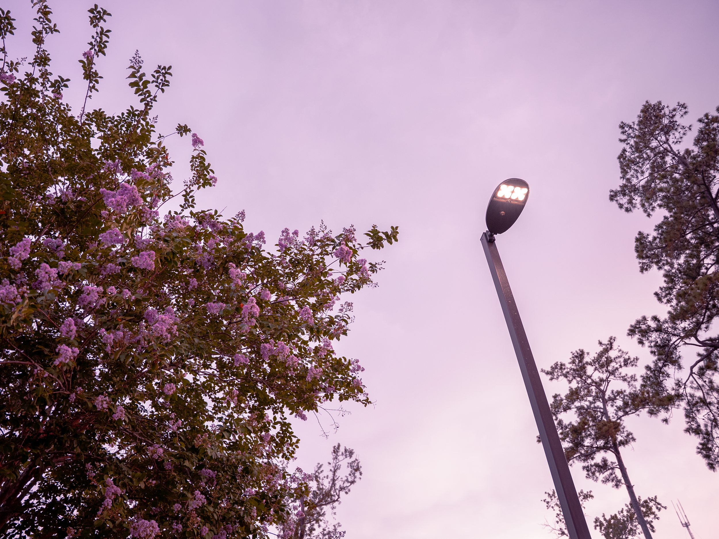 purple-bushes.png