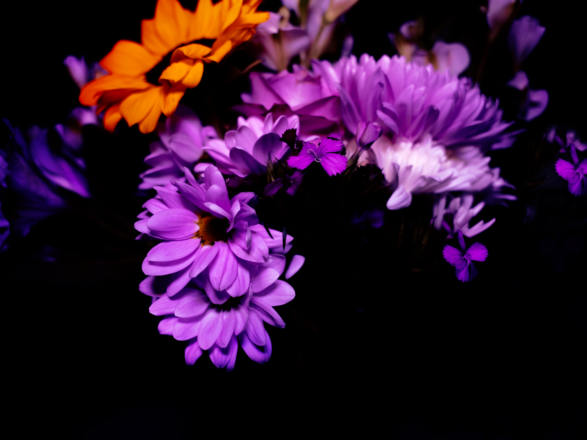 flowers in the dark.png
