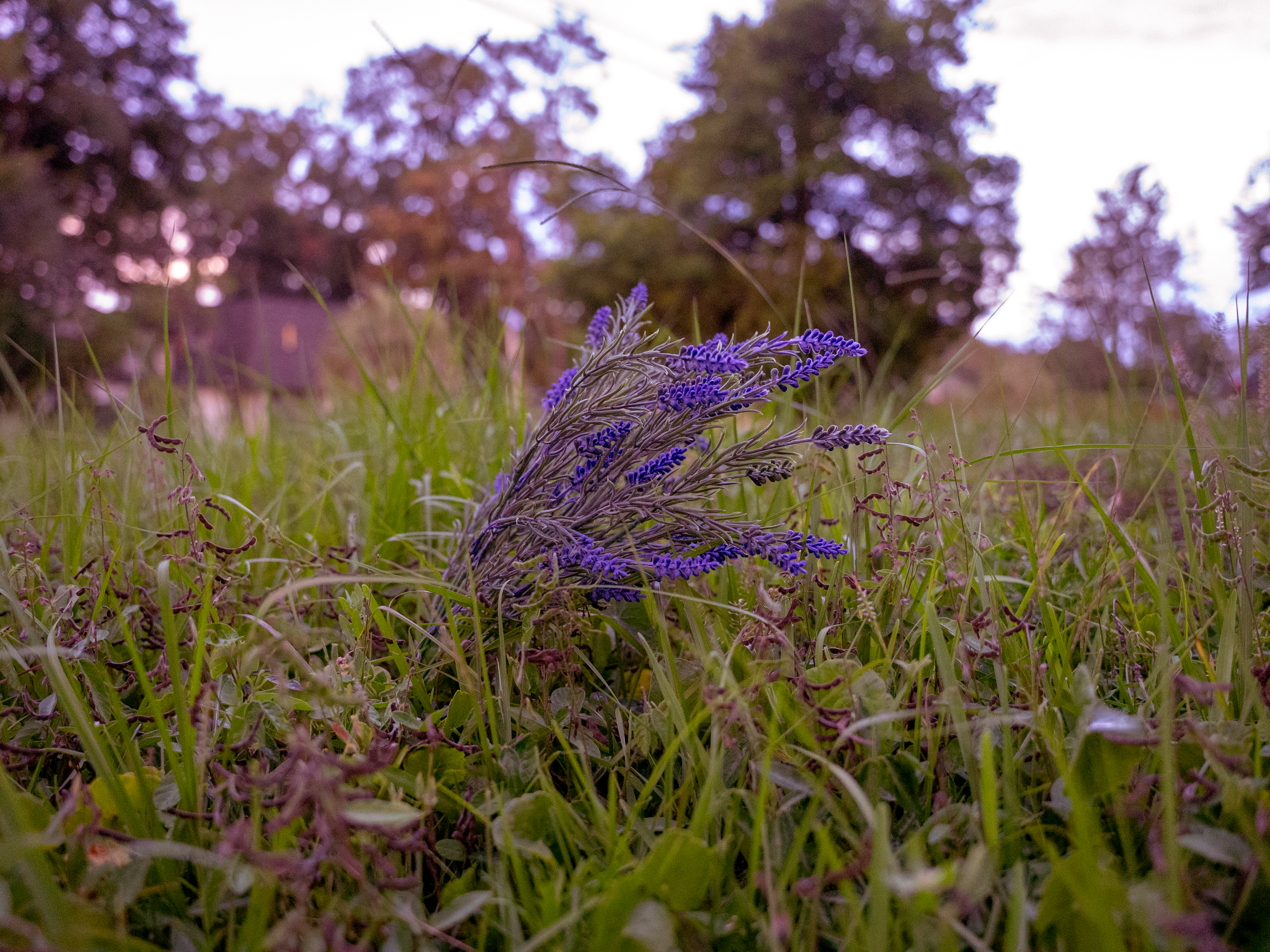 purple_flower.png