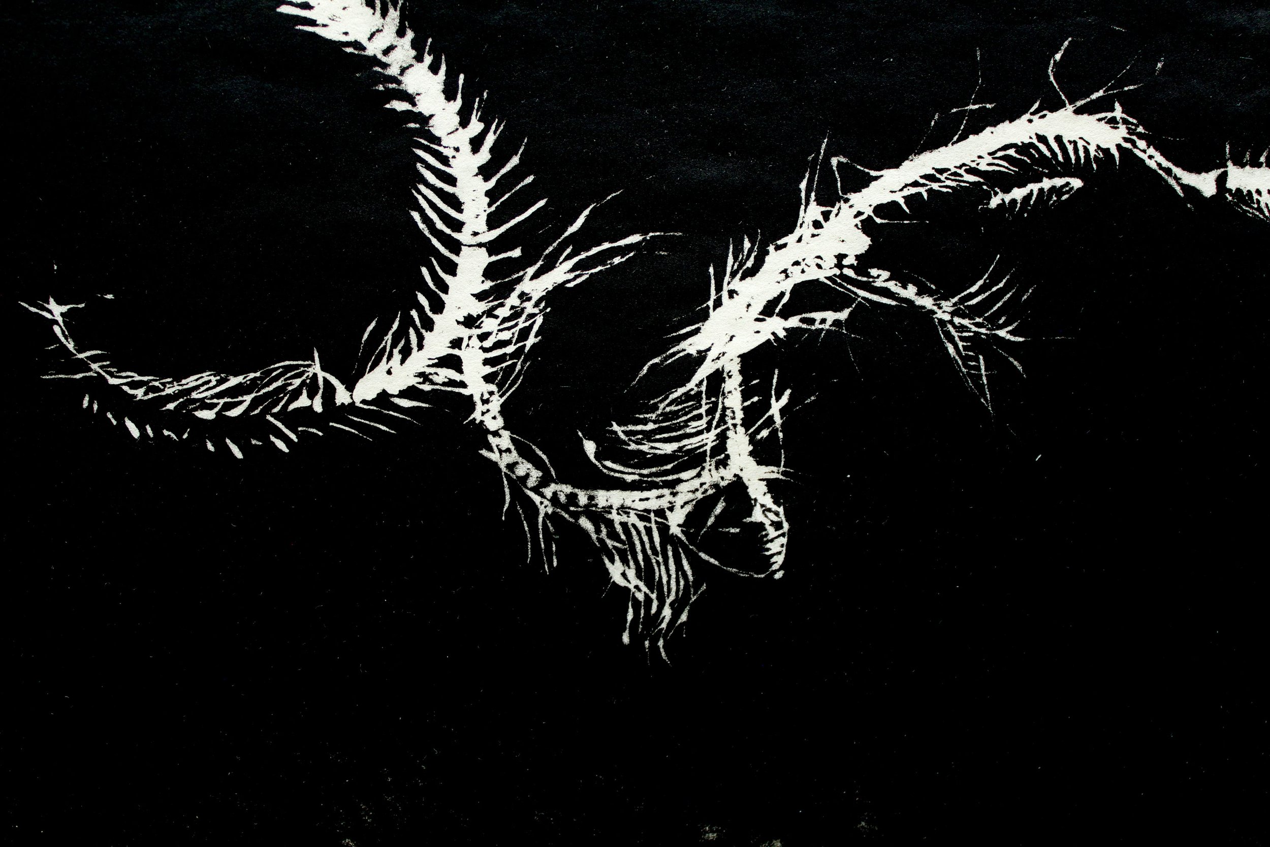 Untitled (Capelin), detail, lithograph on Kozuke paper, 22" x 15" inches, 2025.
