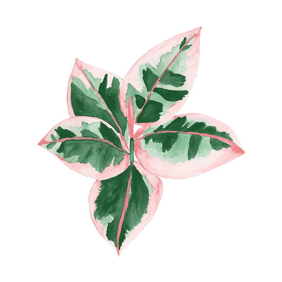 watercolor-succulent-illustration.png