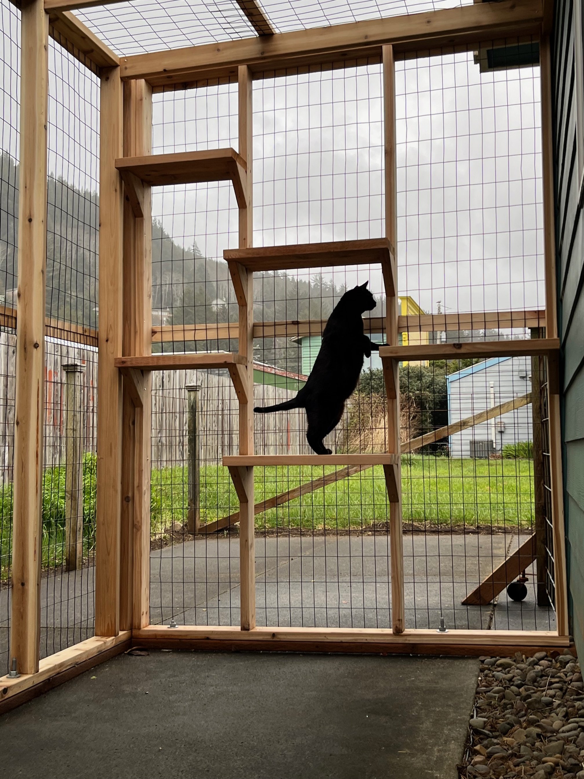 CATIO INSIDE 2