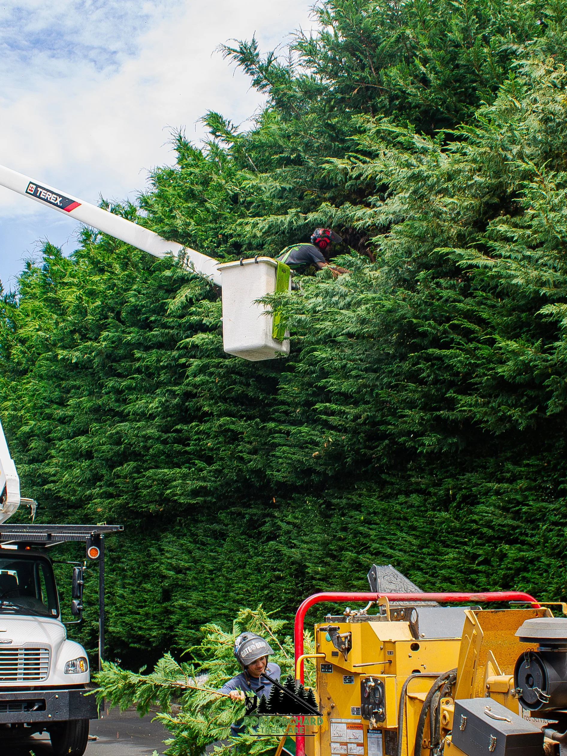 Matt Bucket Hedge-3.jpg