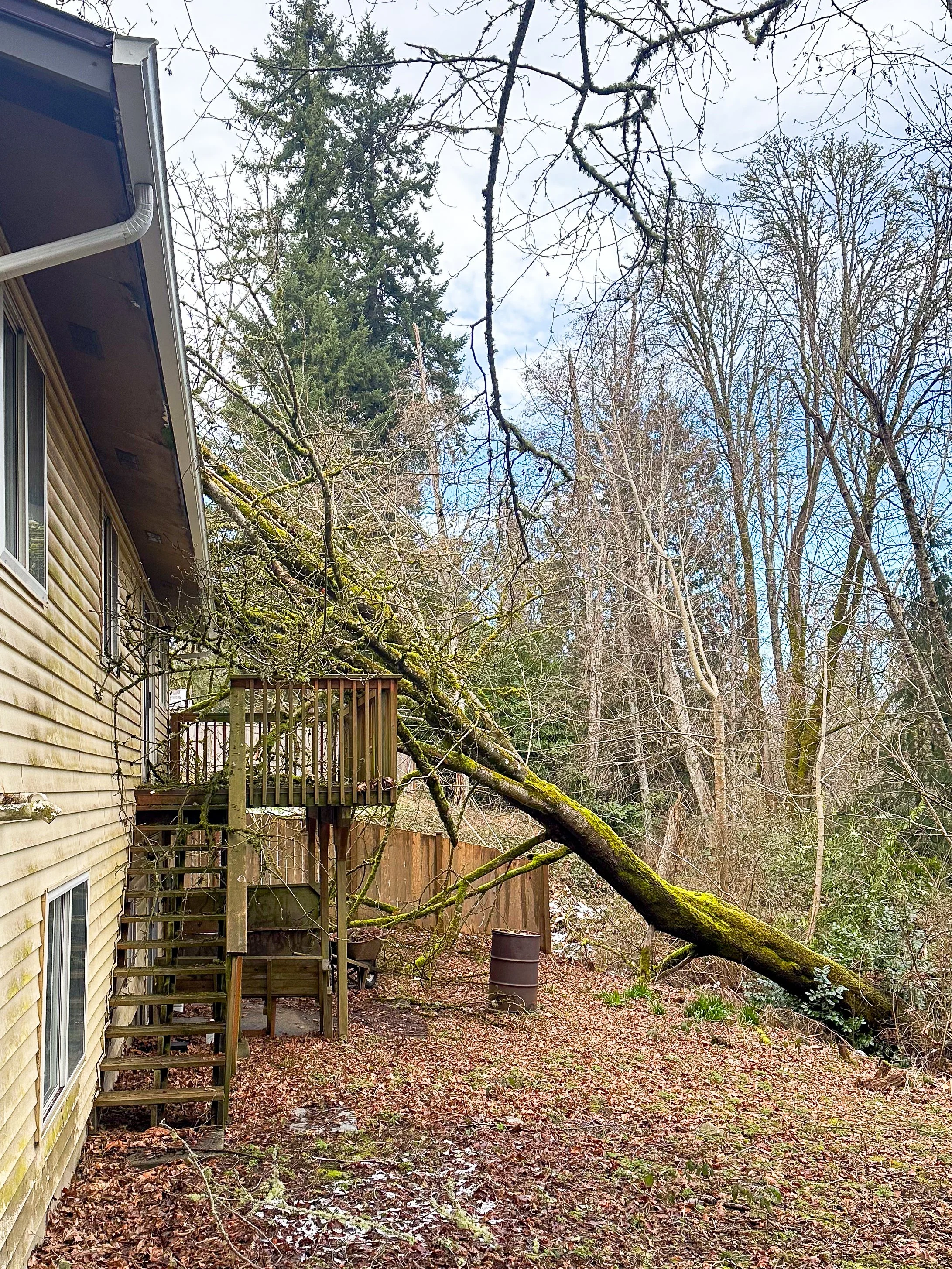 PO First Storm Tree-7.jpg